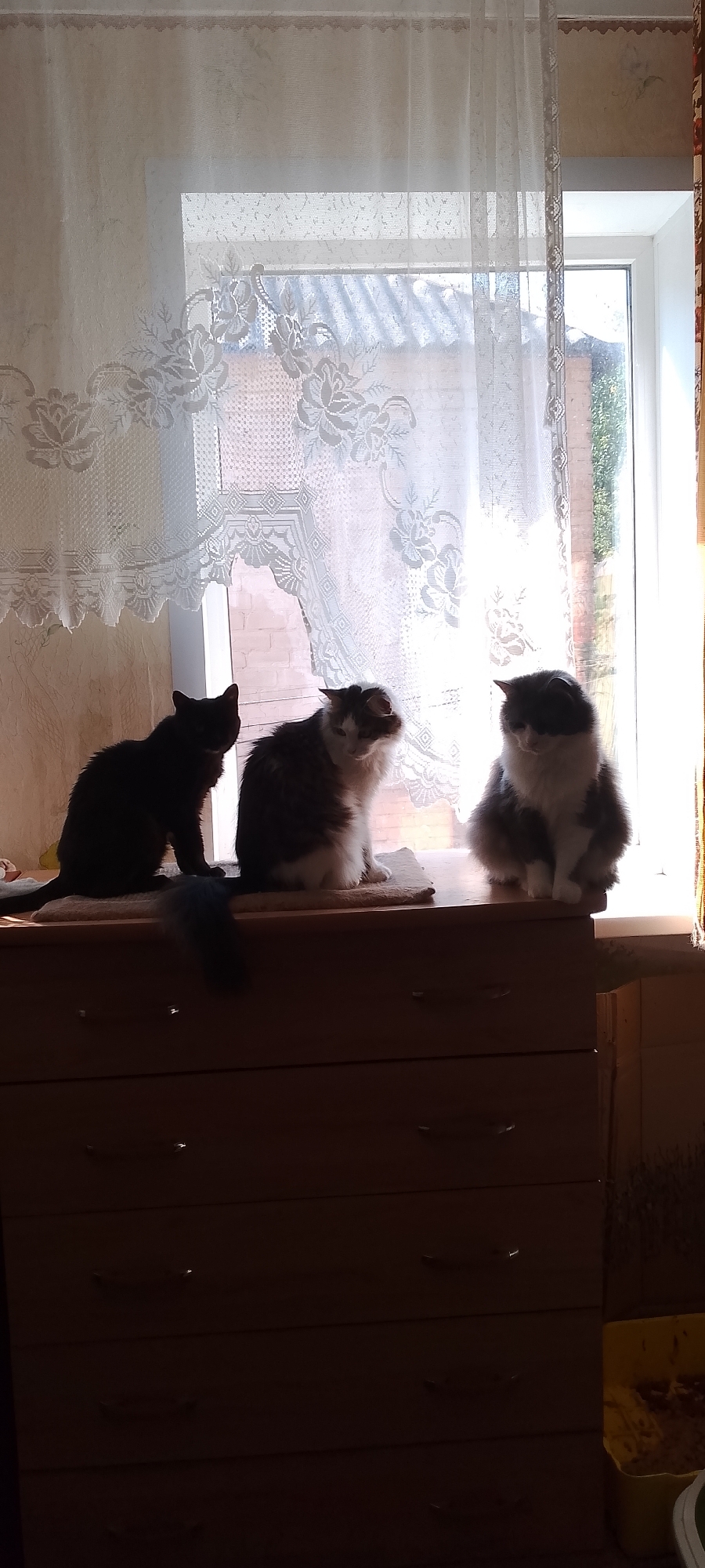 Three cats are sitting on top of a wooden dresser in front of a window with lace curtains. The cat on the far left is black. The cat in the middle is grey and white. The cat on the far right is grey and white. The dresser has several drawers with silver handles. The window is covered with white lace curtains that have a floral pattern. Outside the window, there is a view of rooftops and some greenery. The lighting suggests it is daytime. The overall scene appears to be an indoor domestic setting. There are no people visible in the image.