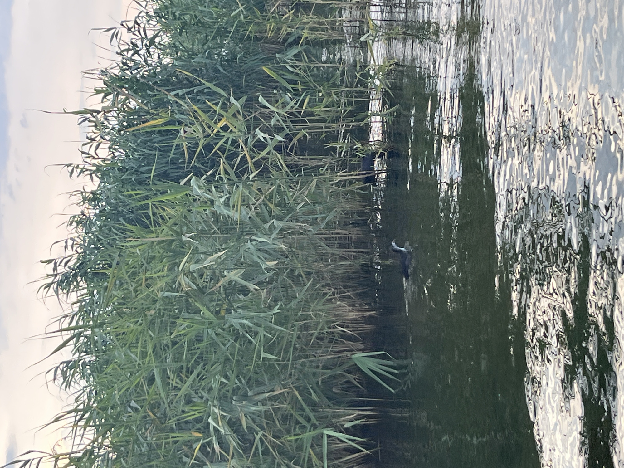 This is a full-frame, eye-level, landscape orientation photograph taken in the city of Lozuvatka, Ukraine. The image depicts a body of water, likely a river or lake, bordered by dense reeds on the left side. The water is dark and reflects the sky and surrounding vegetation. In the middle ground, a dark-colored bird with a white head is swimming in the water, leaving a slight ripple trail. The reeds are tall and green, with some brown stalks visible among them. The sky above is overcast with soft, diffused light. The water's surface is textured with reflections and ripples.