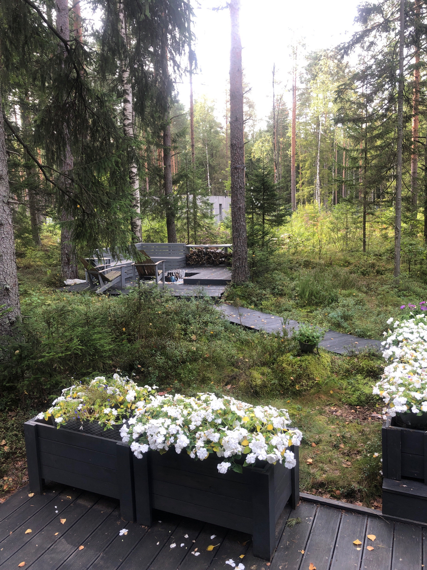 The image depicts a tranquil outdoor scene in a forest setting, likely in or around Arfa, Russia. In the foreground, two dark, rectangular planters overflow with white flowers. These planters sit on a dark wooden deck. Beyond the deck, a grey wooden walkway snakes through a naturalistic landscape characterized by abundant green vegetation, moss-covered ground, and mature trees, including pines and birches. Further into the background, a wooden deck area is visible, furnished with two Adirondack-style chairs and a pile of cut firewood. The surrounding environment is a dense forest with dappled sunlight filtering through the canopy. No people are present in the image.
