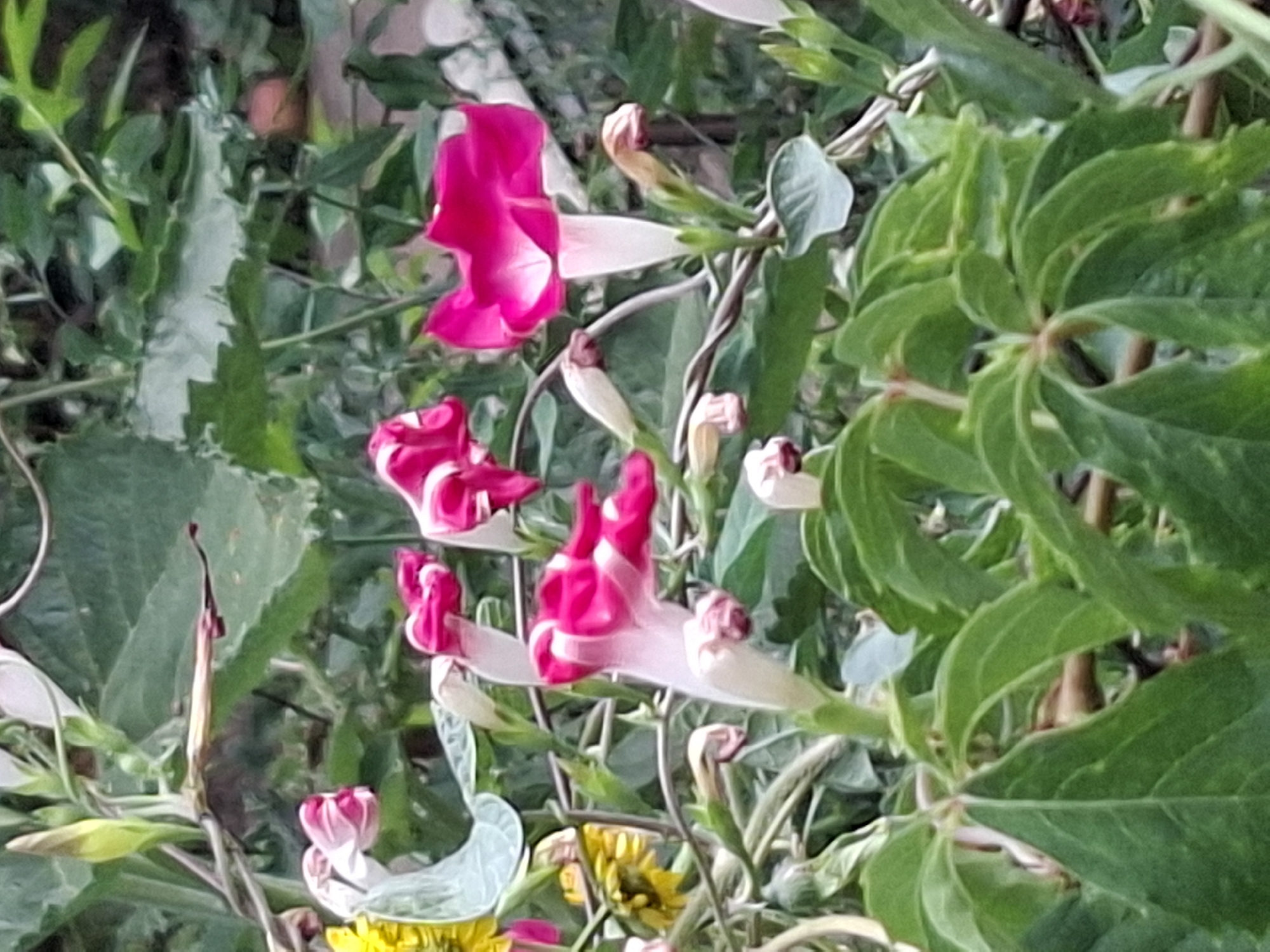 The image displays a close-up view of a flowering vine with multiple trumpet-shaped flowers in shades of pink and white. Some flowers are fully bloomed, revealing vibrant pink interiors and lighter pink or white exteriors. Others are in bud form, with hints of pink showing. The vine is intertwined with green leaves, some of which are large and serrated. The background consists of out-of-focus greenery and a hint of a brick wall. There is no discernible location in Almaty, Kazakhstan, or any people present in the image.