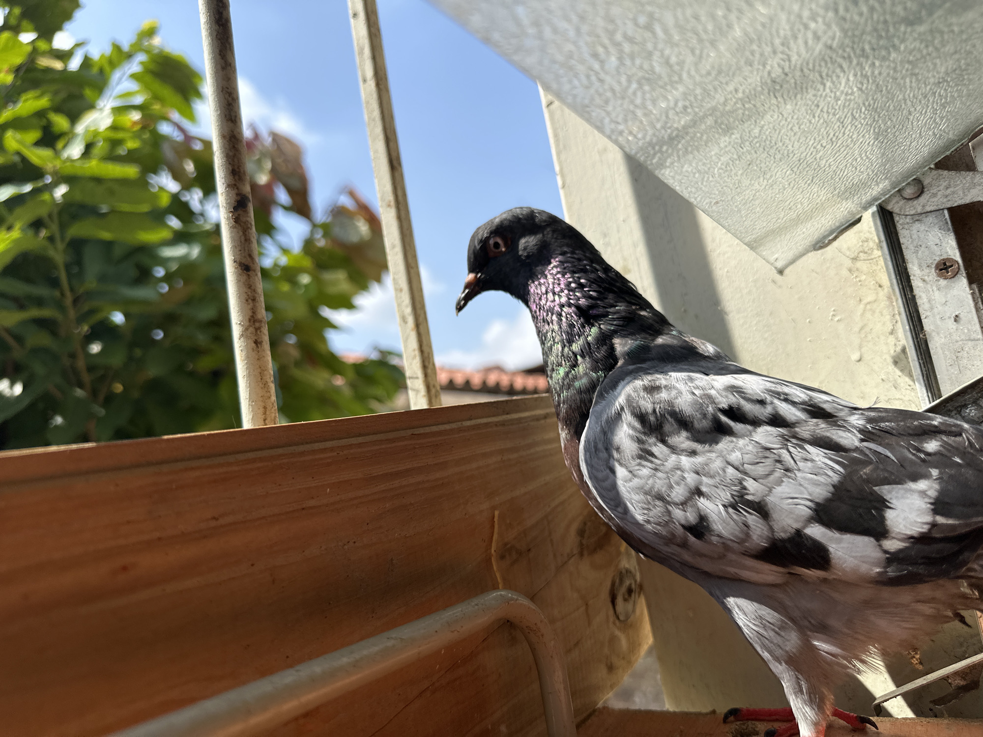 A pigeon is perched on a windowsill, looking out through a metal railing. The pigeon has grey and black feathers and a iridescent neck. Outside the railing, green trees and a glimpse of a blue sky are visible. The location is suggested to be Parroquia Ocumare, Venezuela.