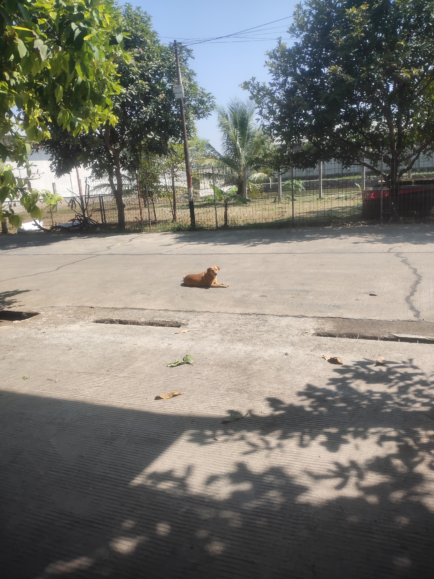A lone, light brown dog lies on a paved road in Pataruman, Indonesia. The dog is resting on its side, facing towards the left of the frame. The road is mostly grey asphalt, with some concrete sections visible. The environment is outdoors, under a clear blue sky. In the background, there are trees with green leaves, a metal fence, and some buildings. The lighting suggests it is daytime, likely sunny, as evidenced by the distinct shadows cast by the trees on the road and ground. There are no other visible subjects or actions occurring in the scene.