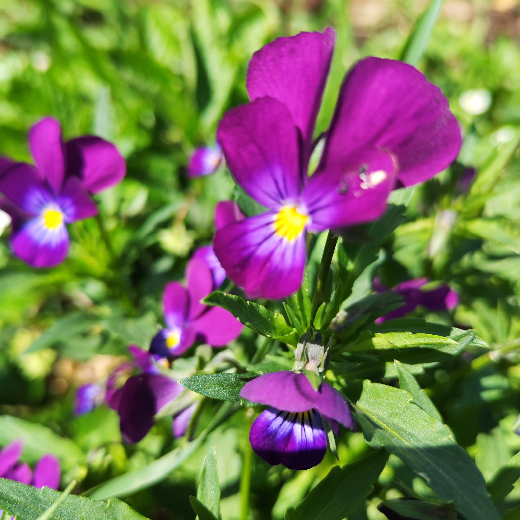 The image depicts a cluster of purple pansy flowers with yellow centers, set against a background of green foliage. The flowers are in varying states of focus, with one prominent bloom in the foreground and several others visible in the background. The setting appears to be a garden or flower bed. There is no verifiable information about the image's location in the city of Chaikovsky, Russia.