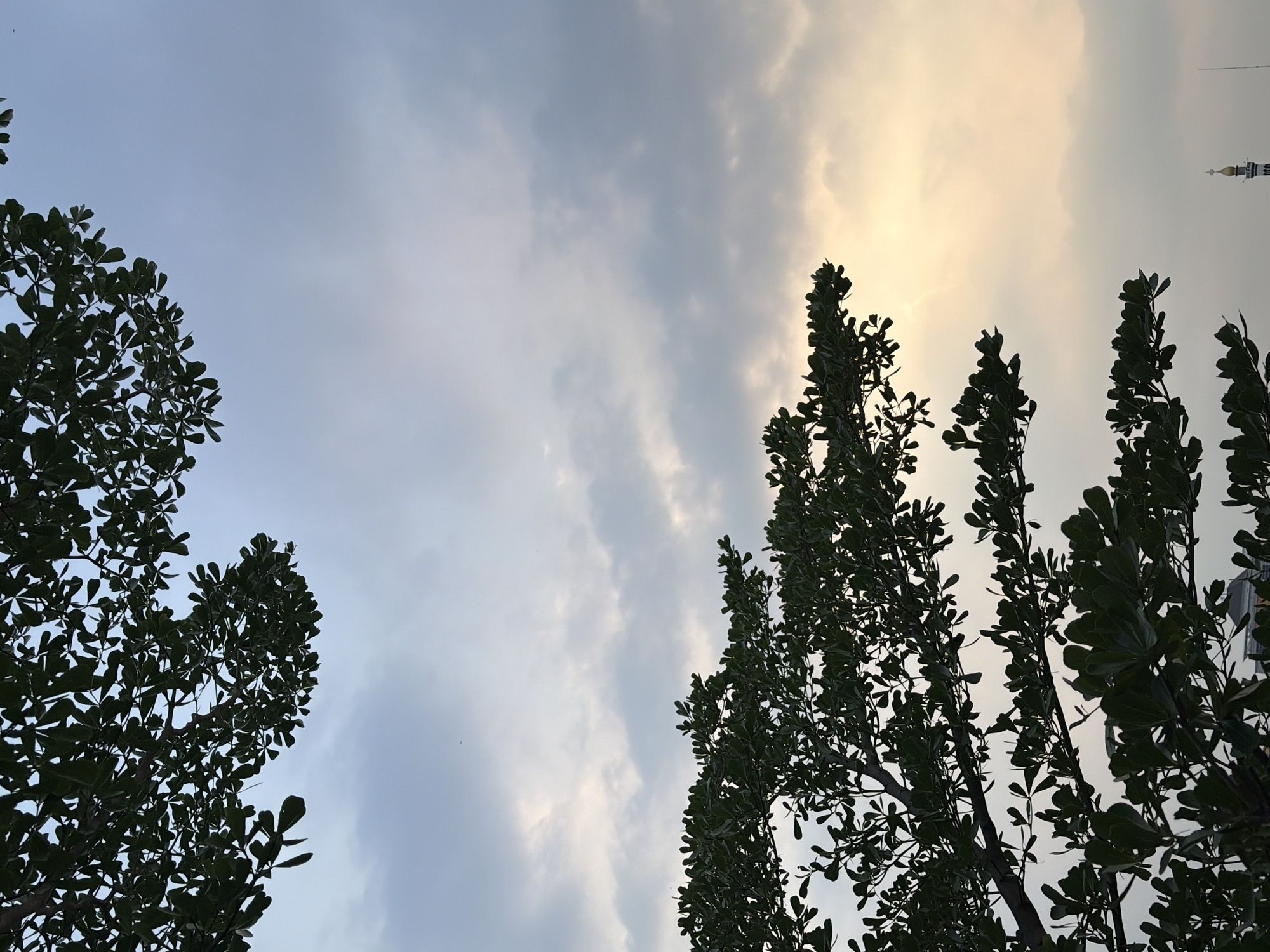 The image captures a serene sky scene, likely taken at dusk or dawn, with a hint of a mosque spire in the far distance, suggesting an urban environment. The foreground is dominated by the dark silhouettes of lush green tree branches and leaves, framing the sky. The sky itself is a canvas of soft, diffused light, with patches of pale yellow and grey clouds, indicating a possibly overcast or transitional weather condition. The texture of the leaves is detailed, appearing dense and layered. The faint outline of a minaret-like structure in the lower right corner, characteristic of Islamic architecture, strongly suggests the location is in a city with a significant Muslim population. Pekalongan, Indonesia, known for its cultural heritage and textile industry, has numerous mosques, and the presence of such a structure in the background aligns with the visual cues. The overall mood is tranquil and natural, juxtaposed with the subtle suggestion of urban infrastructure.