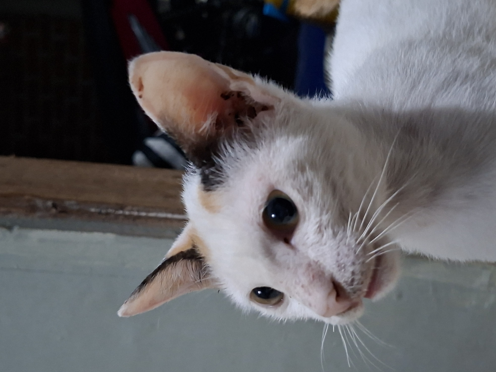 A close-up, low-angle portrait captures a domestic cat looking directly at the camera. The cat's fur is predominantly white, with distinct patches of orange-brown and black visible on its head and around its ears. Its large, dark eyes are wide open and alert, conveying a sense of curiosity. Long, prominent white whiskers extend from its muzzle. The cat's head is tilted, suggesting it is looking down towards the viewer or playfully peering.
The background is shallowly focused and dark, showing blurry hints of various colors, including red, blue, and yellow, indicating an indoor environment with indistinct objects. A light wooden surface is visible in the lower left portion of the frame.
A notable detail is the interior of the cat's right ear (on the left side of the image), which appears to have several dark specks and some dry, crusty debris, possibly suggesting a minor ear irritation or dirt. The left ear appears clean. The overall impression is of an inquisitive animal in a home setting. There is no visible text. The location is Kutaglumpang, Indonesia.