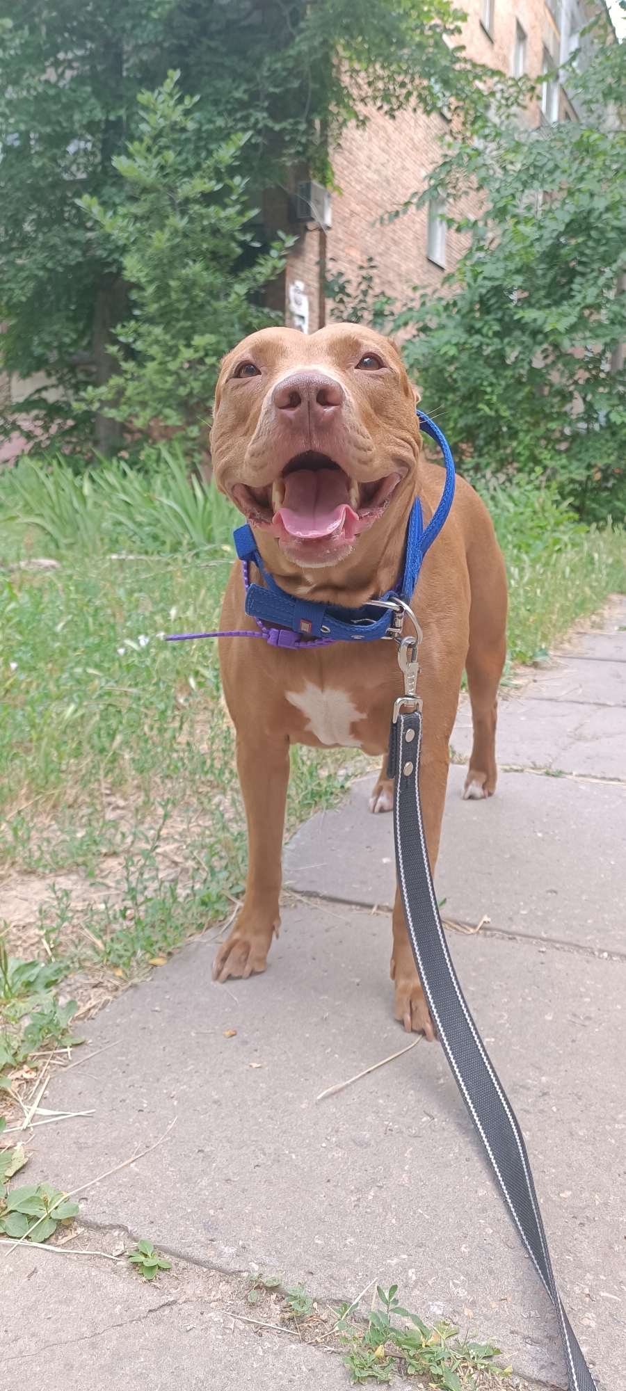 The image shows a medium shot of a tan pit bull dog standing on a concrete sidewalk next to a grassy area. The dog is wearing a blue collar with a purple leash attachment and a black and white patterned leash. The dog's mouth is open in a happy, panting expression, with its tongue visible. Its ears are perked up, and its eyes are looking forward.
Behind the dog, there are green trees and a brick building with several windows. The lighting suggests it is daytime, with bright, natural light. The environment appears to be an urban or suburban area, possibly a park or a residential street, given the presence of the sidewalk, building, and greenery. The dog's posture and expression convey a sense of joy and excitement, as if it is eager for a walk or an activity. The sidewalk has some cracks with small plants growing out of them, indicating a possibly older or less maintained area. There is no visible text in the image. The location context suggests this image was taken in Zaporizhzhia, Ukraine.