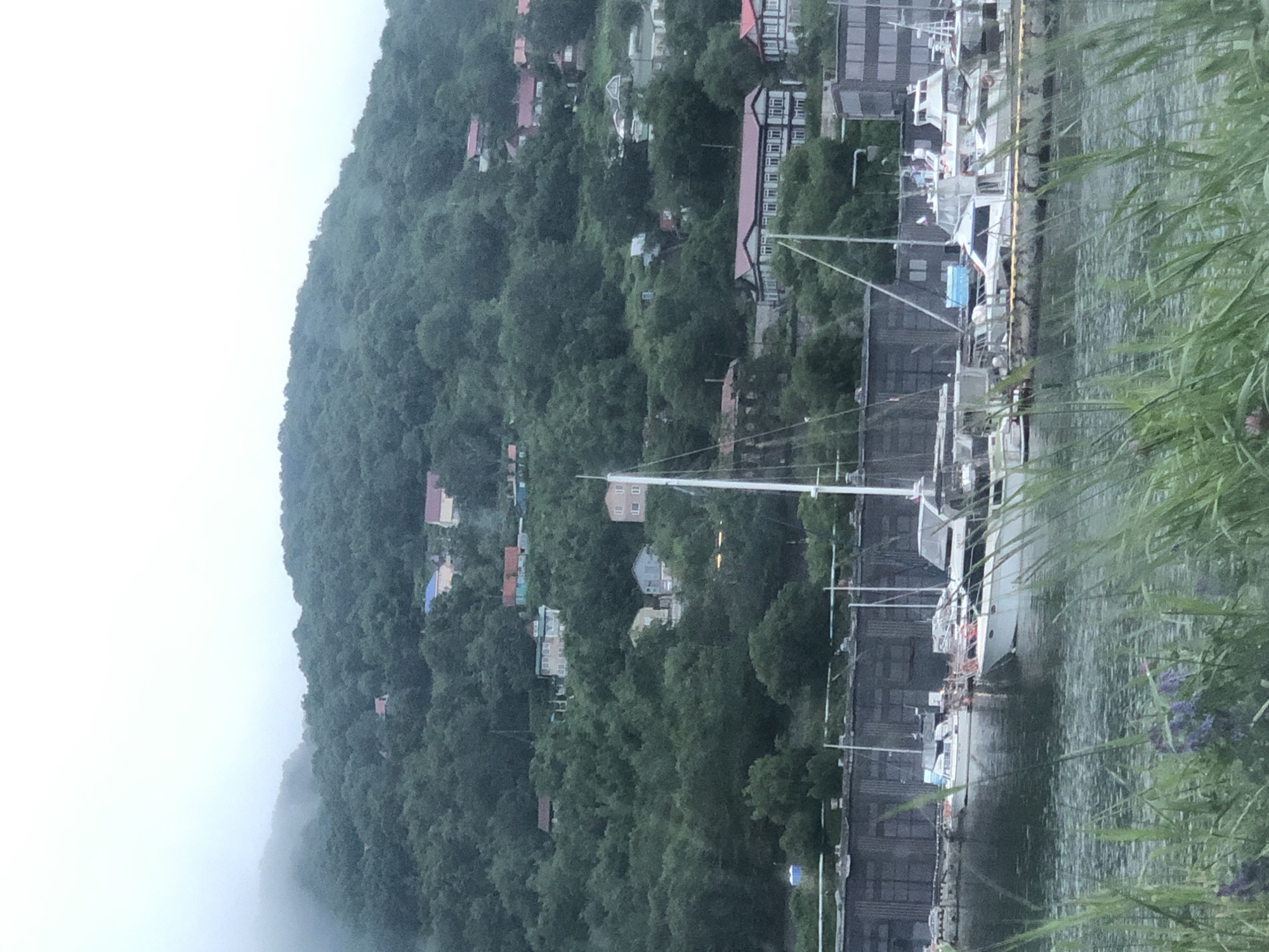 The image shows a foggy day at a harbor in Petropavlovsk-Kamchatsky, Russia. In the foreground, tall green grass and some purple flowers are visible, obscuring the lower part of the frame. The middle ground features several white sailboats docked in the water, their masts reaching upwards. Behind the boats, a long, dark building with multiple windows lines the waterfront. Further in the background, a steep, tree-covered hill rises, dotted with houses of various colors, including red, blue, and beige. The fog obscures the upper parts of the hill and the sky, giving the scene a muted and somewhat somber atmosphere. The overall impression is of a quiet, overcast day in a coastal town.