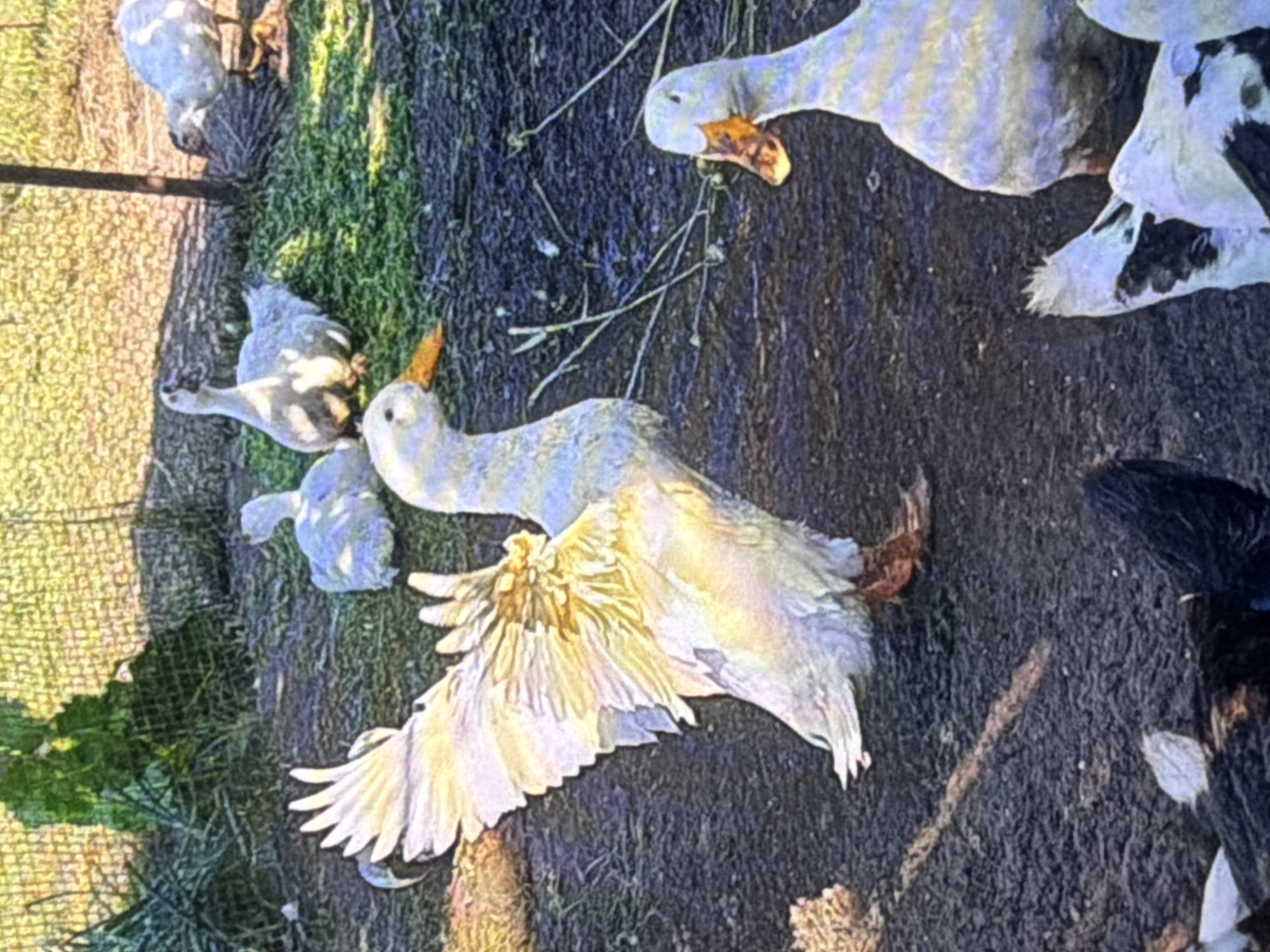 A flock of white and gray ducks is gathered in a pen with a dirt and grass floor. The duck in the foreground on the left has its wings spread wide, showcasing its yellow and white feathers. Another duck in the foreground on the right is looking towards the center. In the background, several other ducks are visible, some resting and others standing. Green foliage and a wire fence are present in the background. The scene appears to be outdoors during daylight.