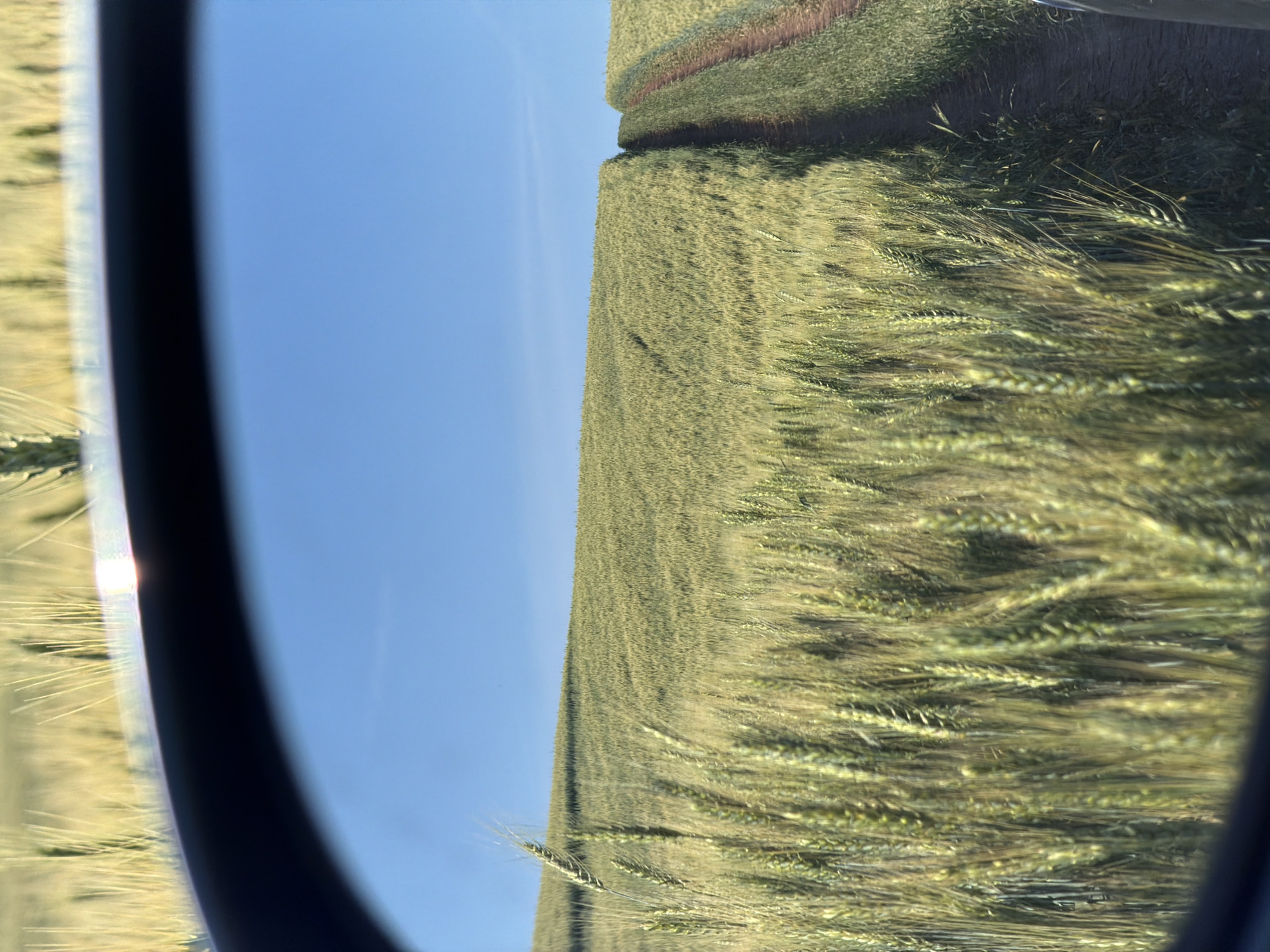 The image depicts a vast field of green wheat under a clear blue sky, as viewed through a car's side mirror. The foreground is dominated by the textured stalks of wheat, with some appearing sharper than others, suggesting motion. A dirt path is visible in the middle ground, winding through the field and ascending a gentle slope. The overall impression is one of rural tranquility, possibly captured during a drive through the countryside near the village of Podshivalovo, Russia. The reflection in the mirror shows a bright horizontal glare at the top, indicating a strong light source, likely the sun.