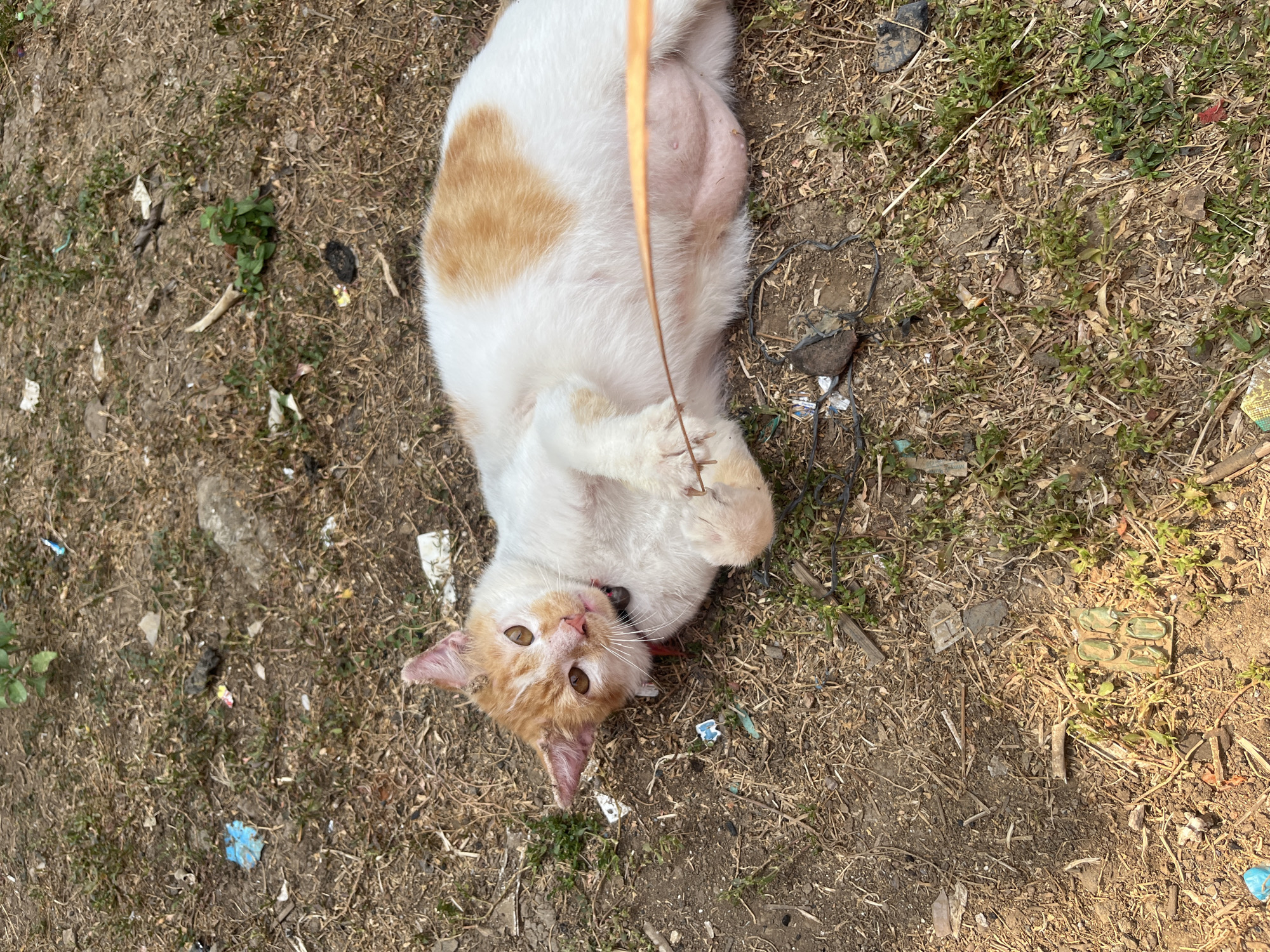 A ginger and white cat is lying on its back in a patch of dry grass and dirt, with litter scattered around. The cat's belly is exposed, showing its nipples. The cat has a red collar with a small dark charm. It is holding a thin orange string with its front paws. The background appears to be an outdoor environment with sparse vegetation and debris. The location is Karangrandu, Indonesia.