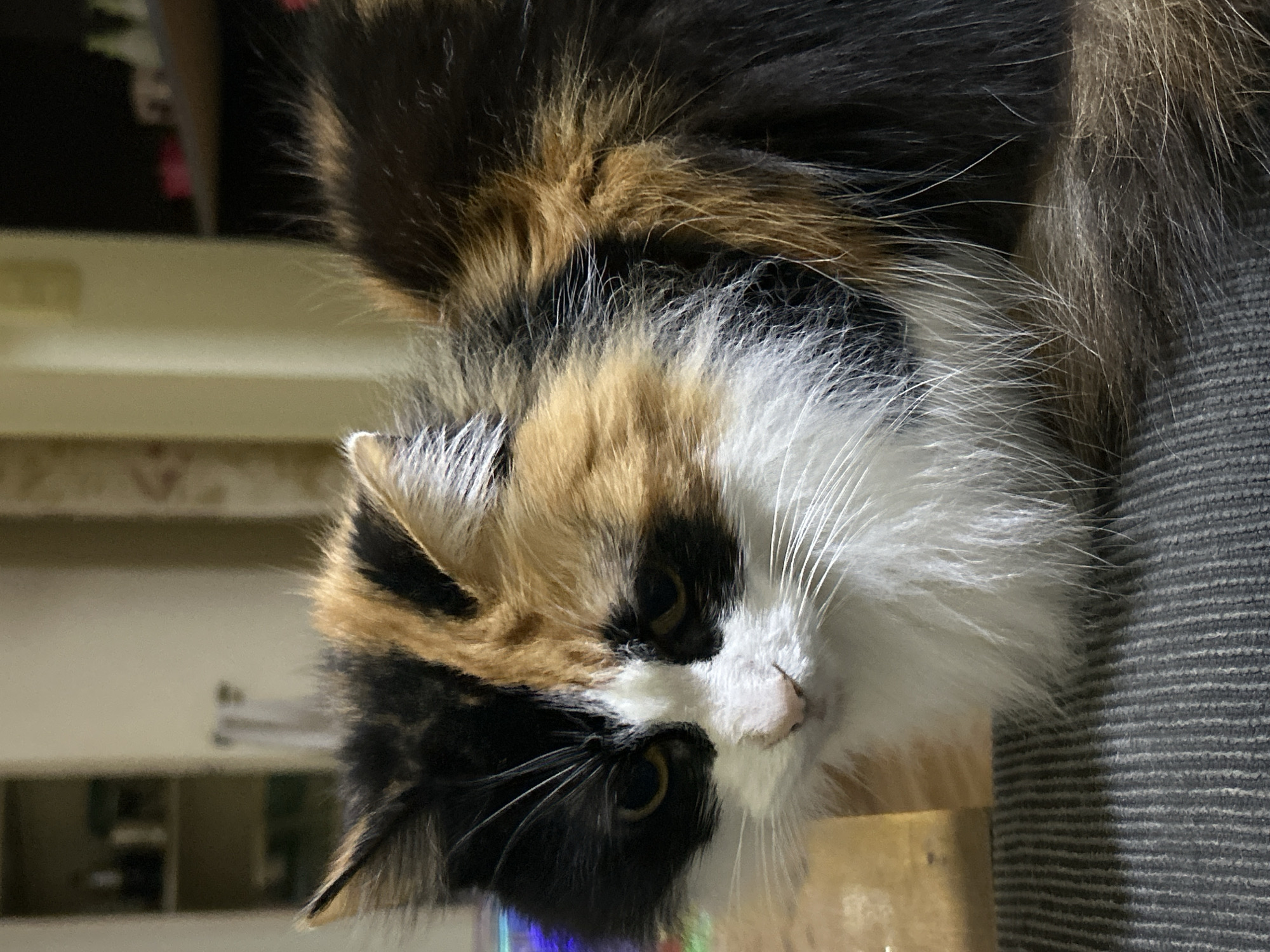 A calico cat with distinct patches of black, white, and orange fur is the primary subject of the image. The cat is positioned in the foreground, looking down and slightly to the left. Its eyes are yellow, and its whiskers are long and white. The cat's fur appears fluffy and medium-length.
The cat is sitting on a textured, grey surface, possibly a cushion or a piece of furniture. Behind the cat, the environment is blurred, suggesting an indoor setting. Hints of shelves with items are visible in the background, along with a light-colored wall. The lighting in the scene appears to be artificial, creating soft shadows.
No specific location in the city of Buenos Aires, Argentina, can be determined from the image. The scene is domestic and does not contain any identifiable landmarks or context that would place it in a particular urban environment.