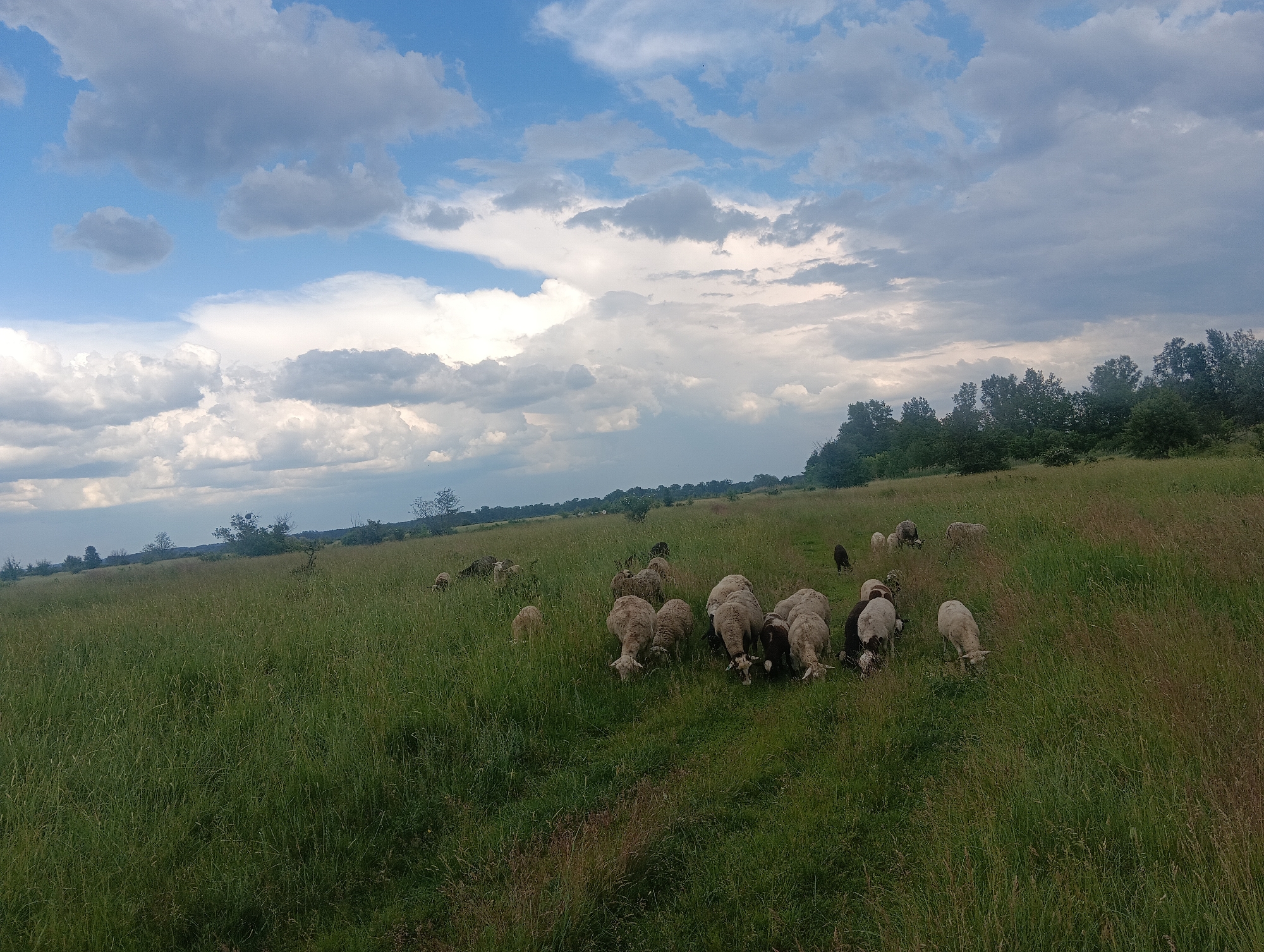 A flock of sheep graze in a grassy field under a cloudy sky. The sheep are various shades of white and brown and some are black. The field is covered in tall green grass, with some dry, brown stalks mixed in. In the distance, a line of trees forms the horizon. The sky is filled with dramatic, white and gray clouds, suggesting it might be late afternoon or early evening. The overall mood is peaceful and pastoral, with the sheep calmly eating in the open meadow. There is no visible text in the image.