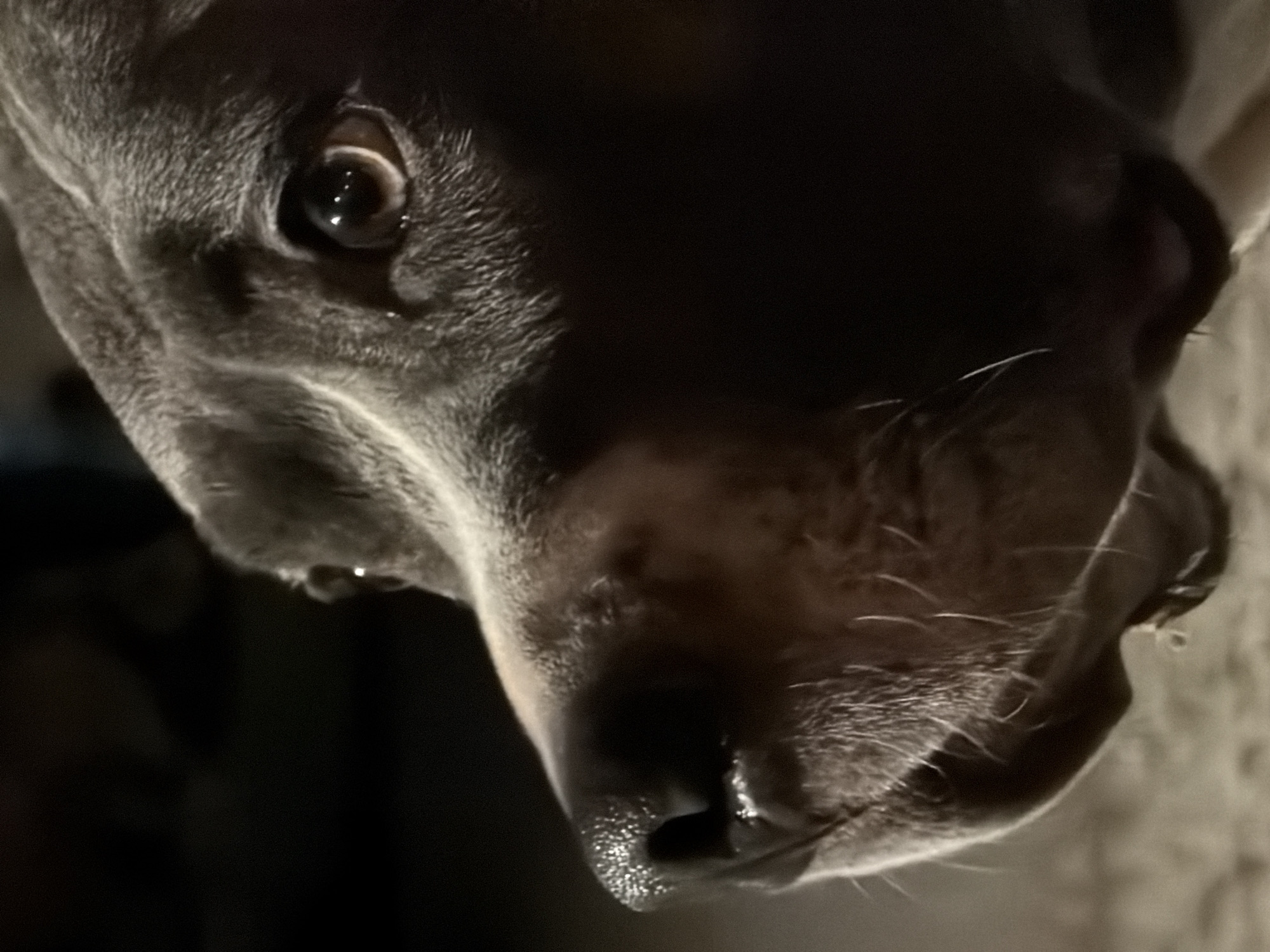 A close-up, underexposed photo shows the head of a grey dog with short fur. The dog is facing downwards and slightly to the right. Its left eye is visible and reflective. The nose appears wet. The background is dark and indistinct. The location is not discernible from the image.