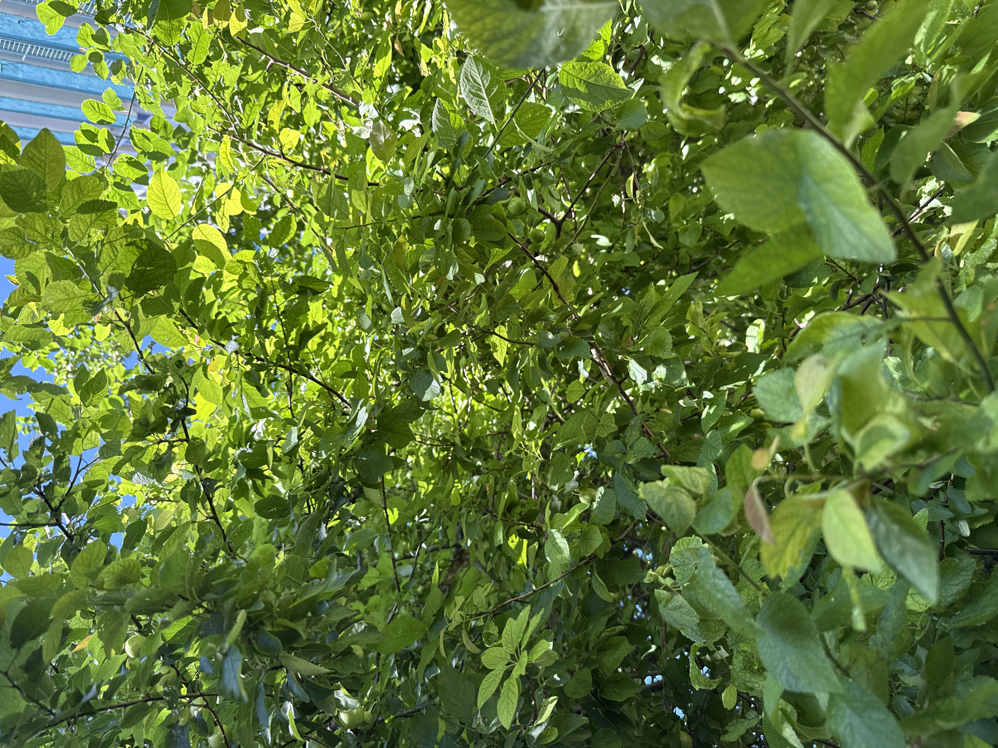 The image shows a close-up view of lush green foliage, likely from a tree, against a bright blue sky. Some small, green fruits are visible amongst the leaves. In the upper right portion of the image, a modern building with blue vertical accents can be seen, suggesting an urban setting. The overall impression is one of natural growth within a city environment. The location is Varna, Bulgaria.