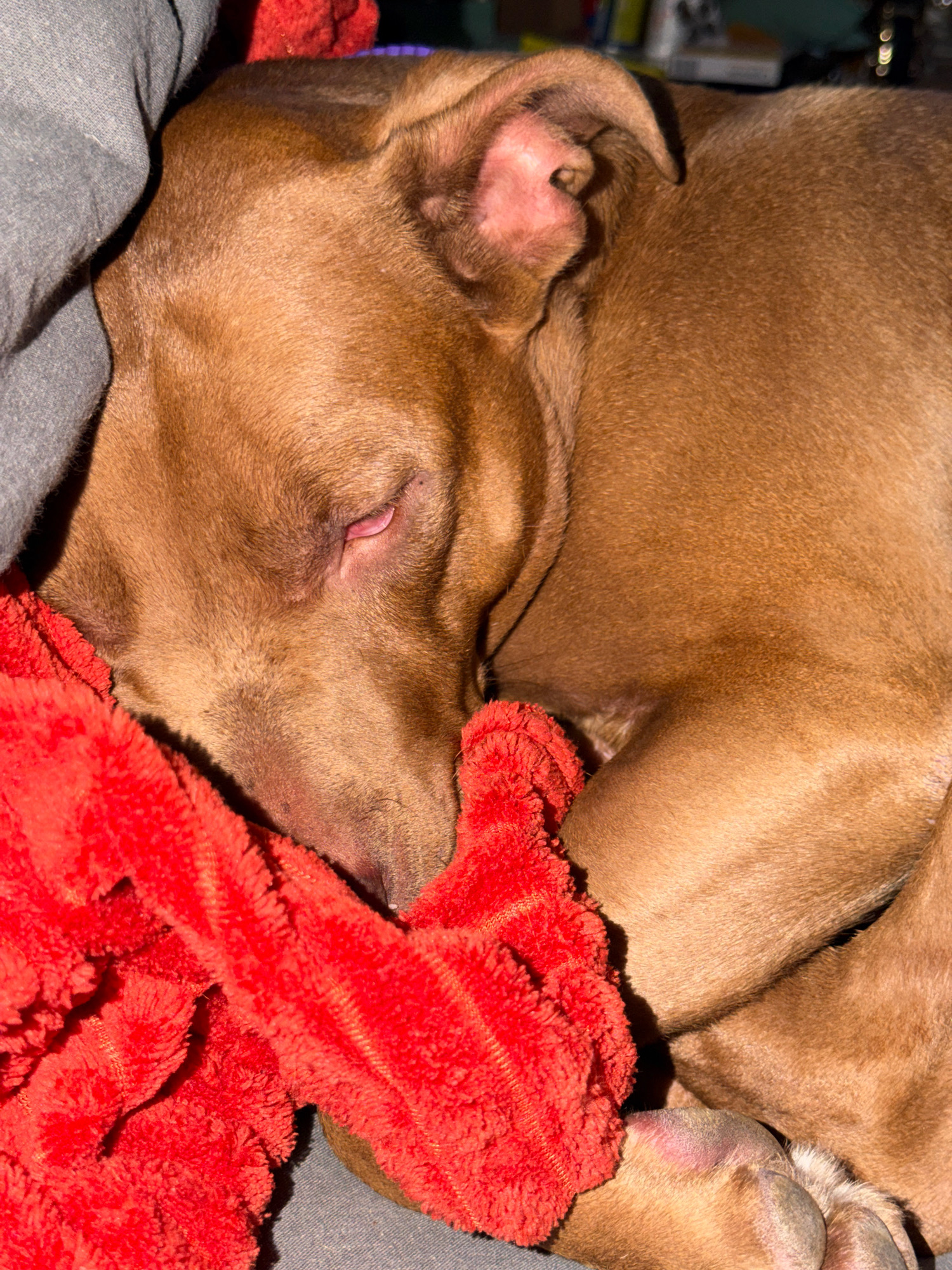 A close-up, eye-level shot shows a brown dog sleeping, curled up on a gray blanket and a bright red, fuzzy blanket. The dog's head is on the gray blanket, with its eyes closed and its snout partially covered by the red blanket. The dog's fur is short and a reddish-brown color. Its ears are visible, one folded over and the other partially open. The background is blurred, suggesting an indoor setting. The image is well-lit, highlighting the textures of the dog's fur and the blankets.