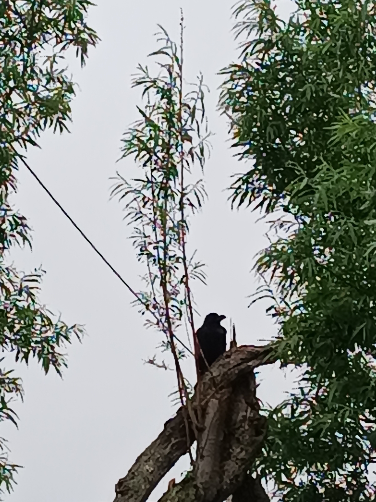 The image shows a crow perched on a broken tree stump, silhouetted against a bright, overcast sky. The crow is facing left, with its beak slightly open. Lush green foliage from surrounding trees frames the scene, with one tree branch prominently jutting into the lower right corner. A thin, dark wire runs diagonally from the upper left to the middle of the image. The image appears to have been taken in Krasnopol’ye, Russia, suggesting an outdoor, natural setting.