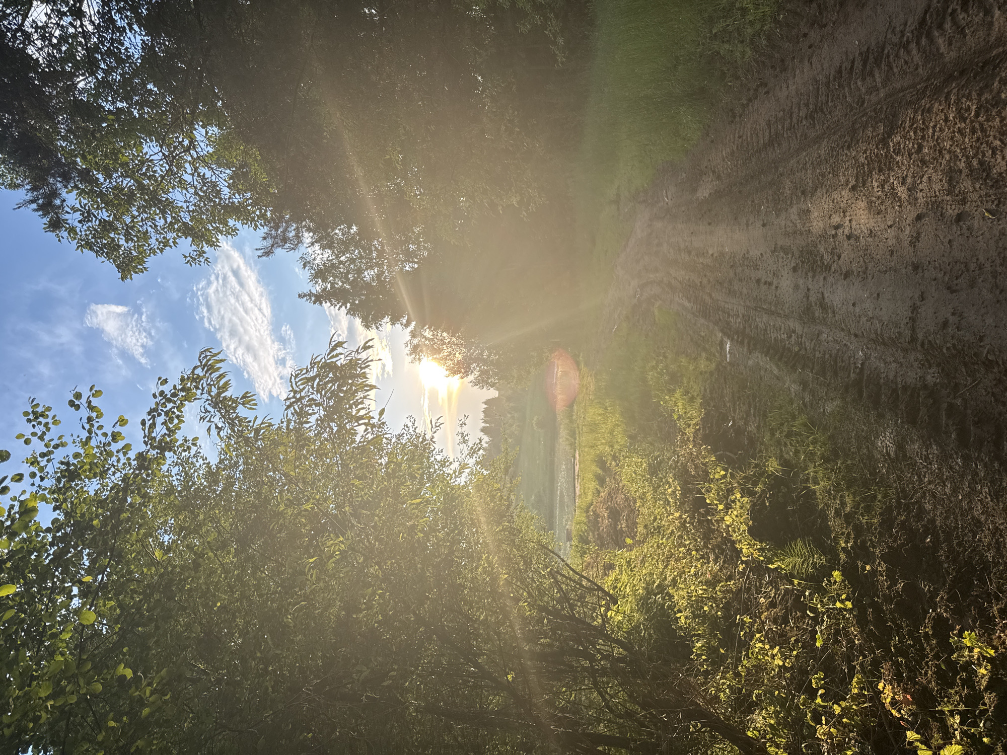 This is a vertical, eye-level, outdoor photograph taken at dusk in Вассята, Russia. The image captures a muddy, dirt road winding through a forest. Sunlight streams through the trees, creating lens flare and illuminating the path. The road has visible tire tracks, indicating recent vehicle use. Lush green foliage lines the sides of the road, with dense trees forming a canopy overhead. In the distance, a sunlit field can be seen, with more trees on the horizon under a blue sky with scattered white clouds. There are no people or animals visible in the frame. The scene appears serene and natural.