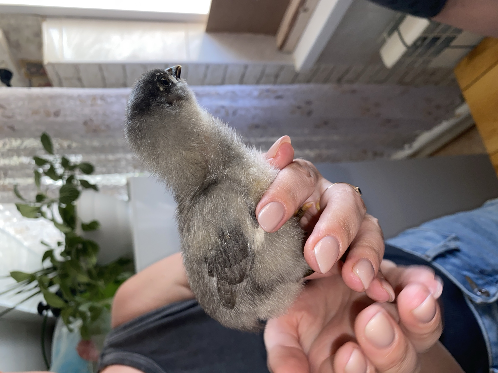A person is holding a small, grey chick. The chick's head is turned upwards. The person's hands are visible, with light pink nail polish. The person is wearing blue denim clothing and a dark grey shirt. In the background, there is a plant, a window with white blinds, and part of a wall. There is no visible information to indicate that the scene is in Votkinsk, Russia.