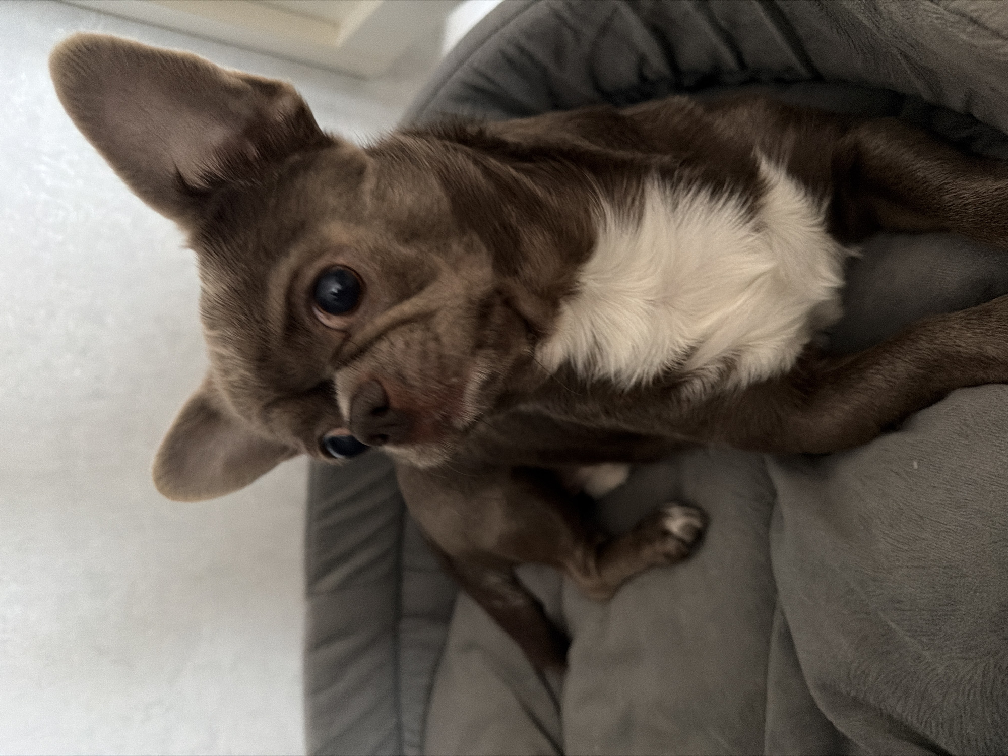 A close-up, slightly angled, top-down shot of a brown and white French Bulldog lying in a gray dog bed. The dog is mostly brown with a white patch on its chest. It has upright ears and is looking up towards the camera. The dog bed has a raised edge and a soft gray interior. The background consists of a light-colored wall. There is no indication of this image being taken in Votkinsk, Russia.