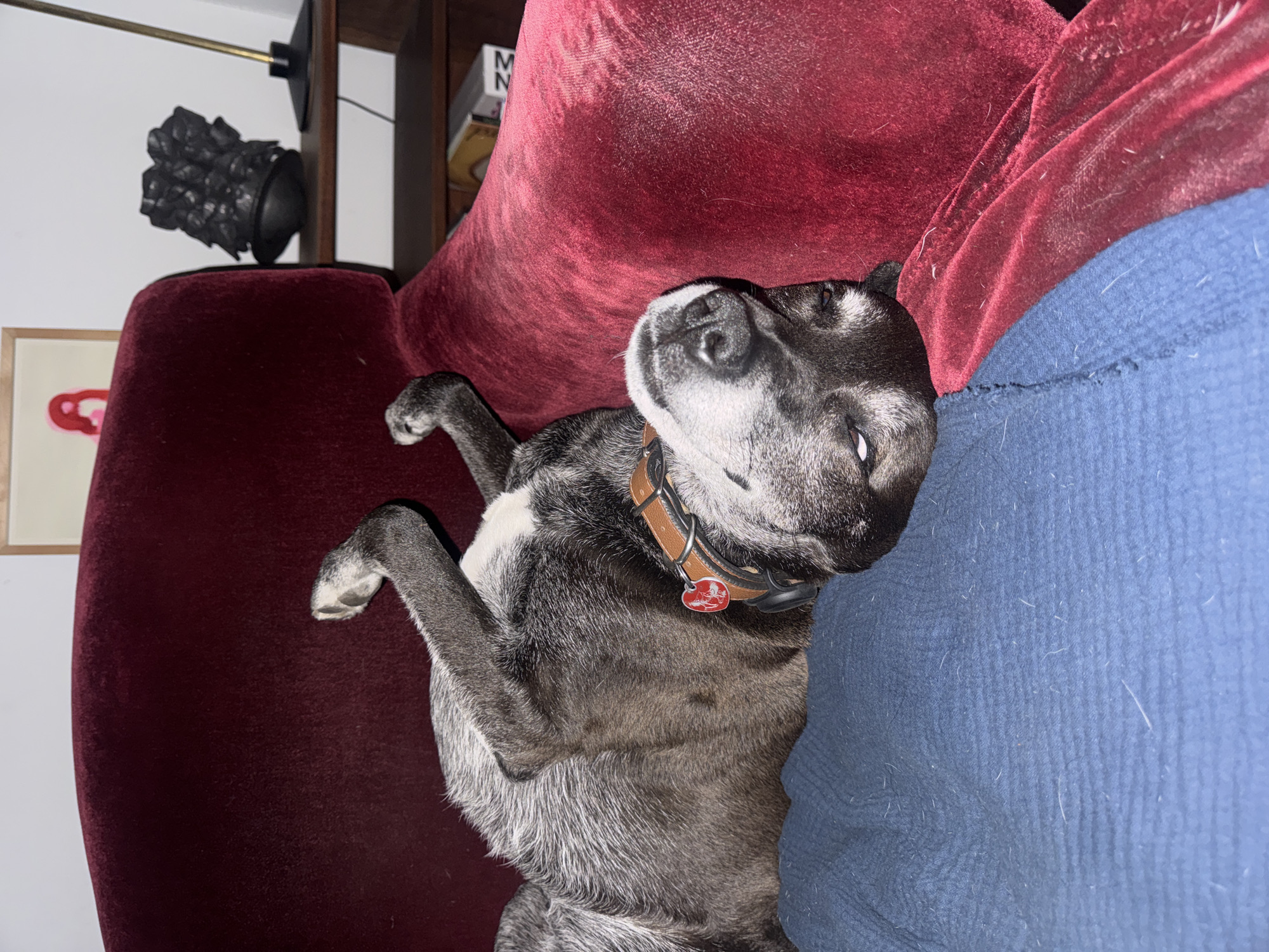 A dog with gray fur and a brown collar lies on a red velvet couch with a blue blanket. A lamp and bookshelf are visible in the background.