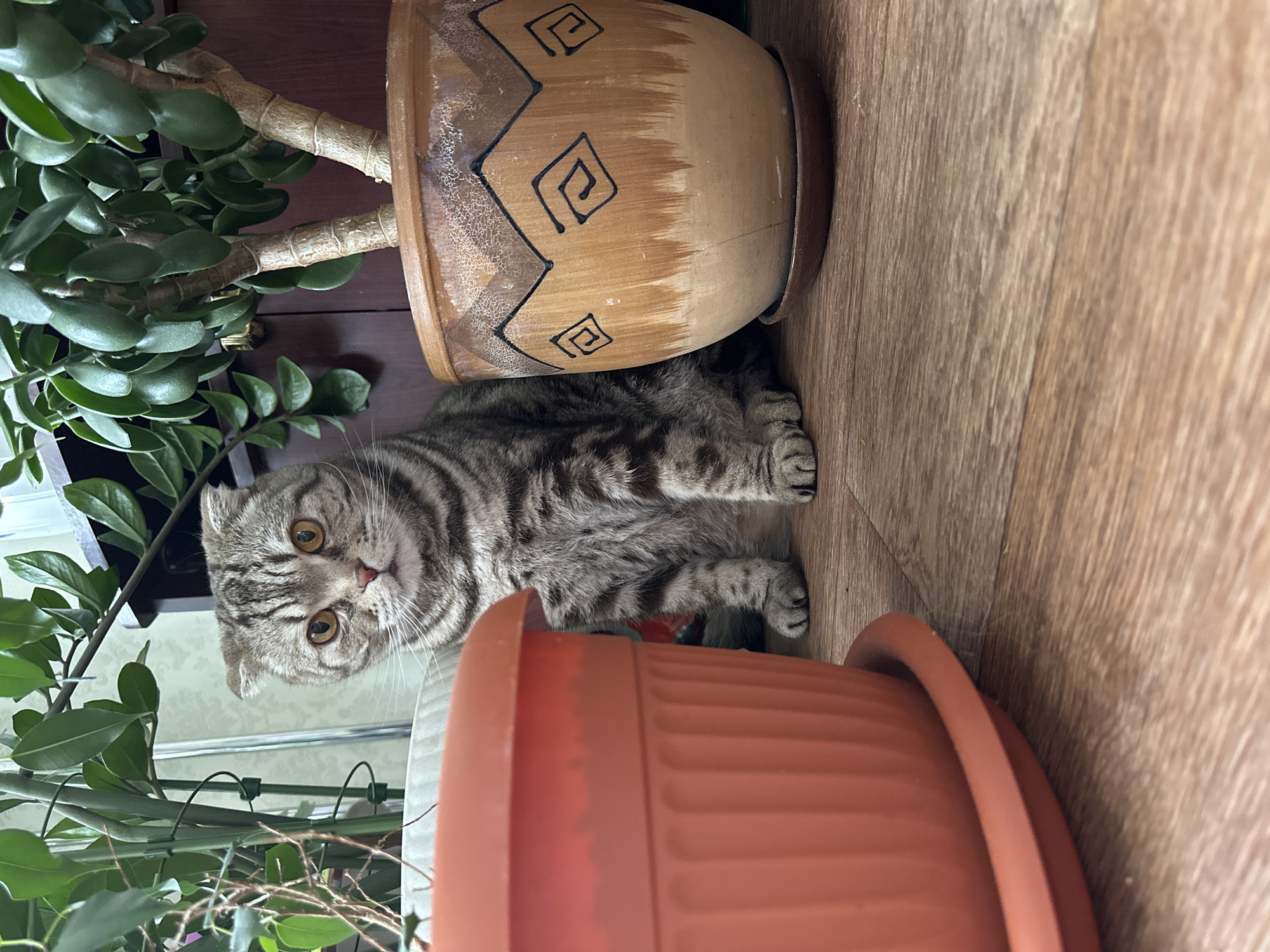 A cat is lying on a wood floor between two potted plants. The cat is grey and tabby with golden eyes. One potted plant has a brown decorative pot, while the other has a plain terracotta pot. The floor is wood. A green plant is on the left.