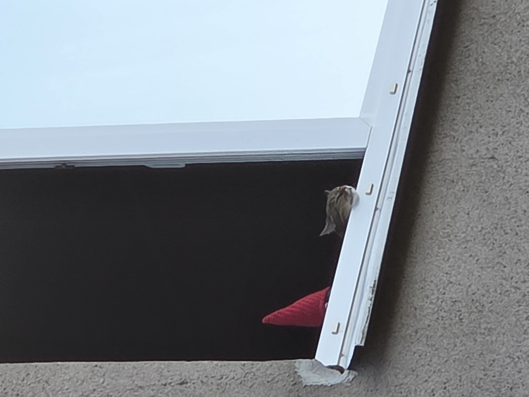 A tabby cat with its head poking out of a window appears to be wearing a small red conical hat. The cat is positioned to the left of the frame, looking downwards. The window is open, with a white frame. To the left of the cat, inside the dark interior of the room, is the red conical object. The exterior wall of the building is textured and gray. The sky is visible through the window on the right side of the frame, appearing bright blue. This scene is not specifically located in the city of Minsk, Belarus.