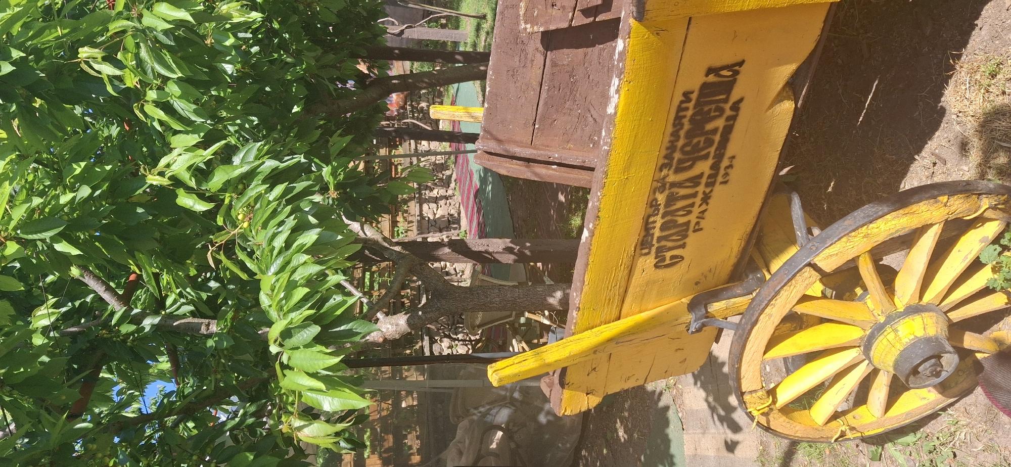A sunny, outdoor scene shows a vintage, yellow wooden cart with the inscription "ЦЕНТЪР ЗА ЗАЩИТИ СТАРАТА ЧЕРЕША РАЖДАВИЦА 1934" (Center for Protection Old Cherry Razhdavitsa 1934) in black, located in Razhdavitsa, Bulgaria. The cart features a brown wooden seat. A large tree with green leaves and a few visible red cherries dominates the left side of the image. In the background, there is a stone wall and other outdoor furniture partially obscured by the tree. The ground around the cart consists of dirt and sparse grass.