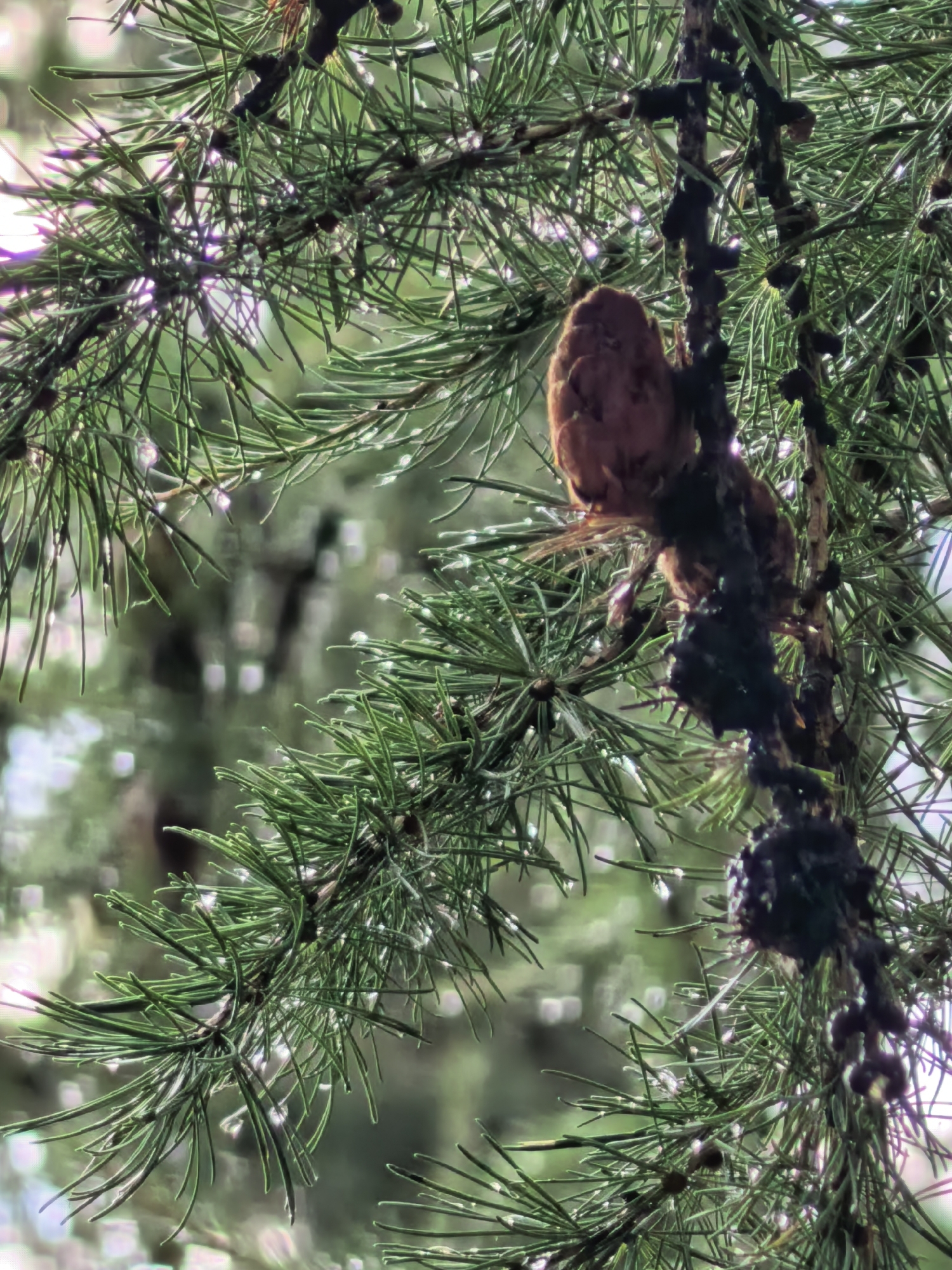 The image is a close-up, vertical shot of a pine branch with a small, brown pinecone. The pine needles are green and have dew drops on them. The background is a blurred, green forest. There are no people or other animals visible in the image. The image was taken in Sterlitamak, Russia, likely outdoors in a forest or park. The lighting is natural and appears to be overcast or diffused, as there are no strong shadows. The focus is sharp on the pinecone and needles, with the background softly out of focus, creating a shallow depth of field.