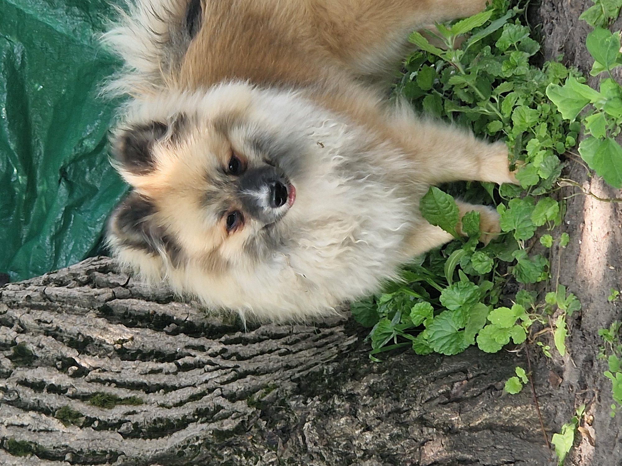 A fluffy, light brown Pomeranian dog with dark markings around its eyes and ears sits amongst green foliage next to a large tree trunk. The dog's tongue is slightly visible. In the background, a crumpled green tarp is visible. The scene appears to be in a natural outdoor setting, possibly a park or backyard, in Kalynove, Ukraine.