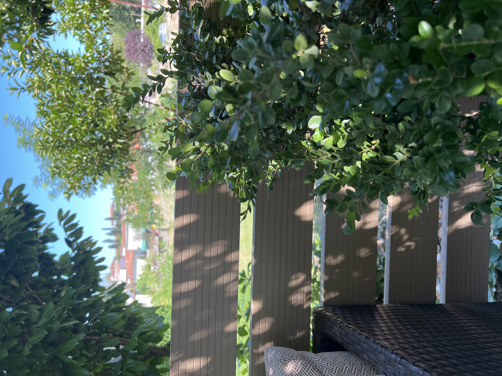 The image depicts an outdoor scene in Προκόπι, Greece, likely a balcony or patio area. In the foreground, a dense green shrub with small, glossy leaves is prominent, partially obscuring a brown, slatted fence. To the left, a portion of a dark brown woven armchair with a patterned cushion is visible. Beyond the fence, the background shows a landscape with red-tiled roofs of houses, cypress trees, and other greenery, under a clear blue sky. Sunlight casts shadows of leaves and branches across the fence.