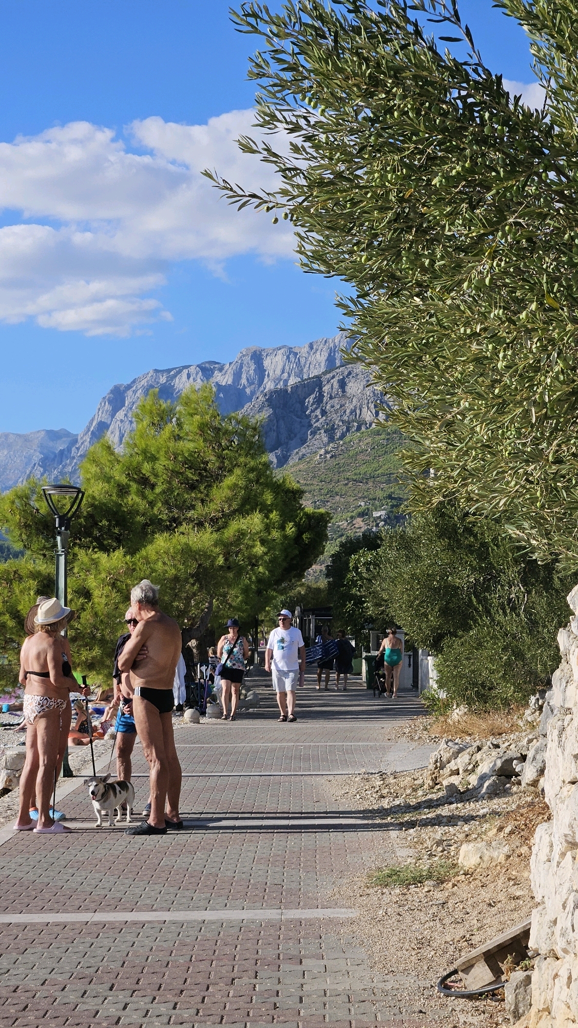 The image depicts a sunny day along a paved walkway in Općina Tučepi, Croatia, with a backdrop of majestic mountains. In the foreground, a white and brown dog stands on the patterned walkway. To the left of the dog, two individuals are positioned; one, a person with a sun hat and a bikini, and another, a shirtless person wearing swim trunks. Further down the walkway, other pedestrians are visible. A man in a white t-shirt and shorts walks towards the camera, carrying beach accessories. On the right side of the walkway, dense green foliage, likely olive trees with small green olives, overhangs the scene. Beyond the walkway, lush green trees and vegetation cover the lower slopes of the mountains. The sky is a bright blue with scattered white clouds.