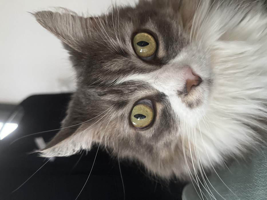 This image, taken in Chambœuf, France, depicts a close-up, head-on view of a domestic cat. The cat exhibits a grey tabby pattern on its head and ears, with prominent white fur on its muzzle, chin, and chest, extending between its eyes. Its eyes are large, round, and chartreuse-yellow with vertically slit, moderately dilated pupils, reflecting a light source above. A pink nose is centered on its white muzzle, from which numerous long, white whiskers extend horizontally. The cat's ears are erect and pointed. The background is out of focus, showing a dark, indistinct object on the left and a lighter, possibly white, surface on the right. A light teal-colored fabric or object is partially visible at the bottom left, supporting the cat.
