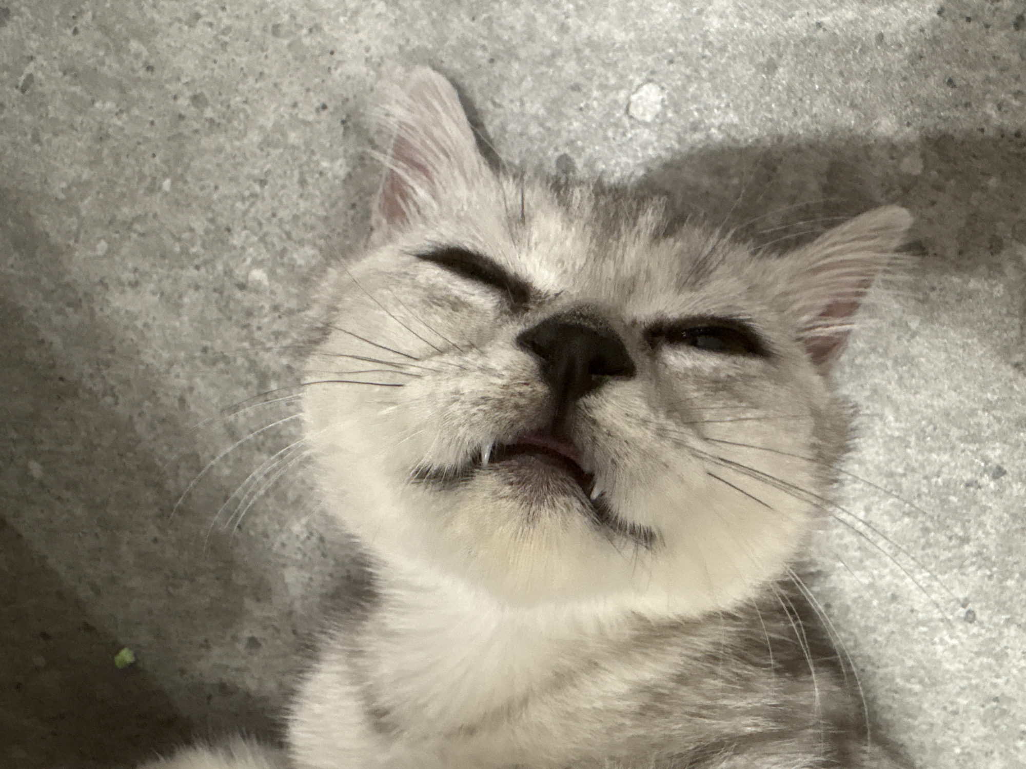 A close-up, high-angle, eye-level shot shows a light gray tabby cat lying on a gray concrete surface. The cat's head is facing upward with its eyes mostly closed, and its mouth slightly open, revealing two small teeth. The cat is surrounded by gray concrete, and a patch of green matter lies near the bottom left of the image. No people are visible. There is no indication of the city of Izhevsk, Russia.