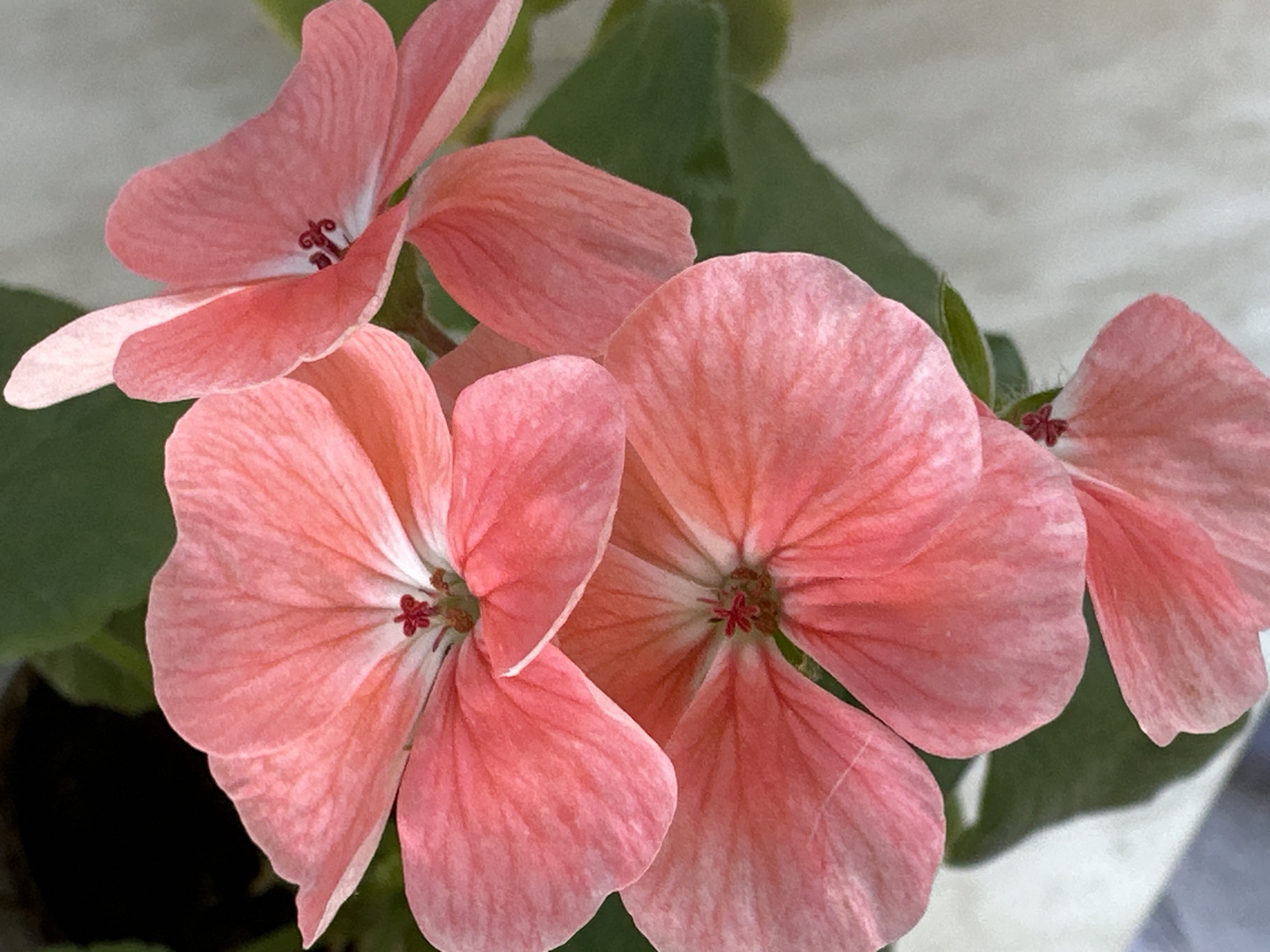 The image shows a close-up of a cluster of pink geranium flowers in bloom. The petals exhibit a delicate texture with subtle striations. Each flower has a small, dark red center. Green leaves are visible in the background, providing a contrast to the pink petals. The background appears to be a neutral color, possibly a wall or surface. There is no indication of the location in Chaikovsky, Russia, or any specific city. The image focuses solely on the floral subject matter.