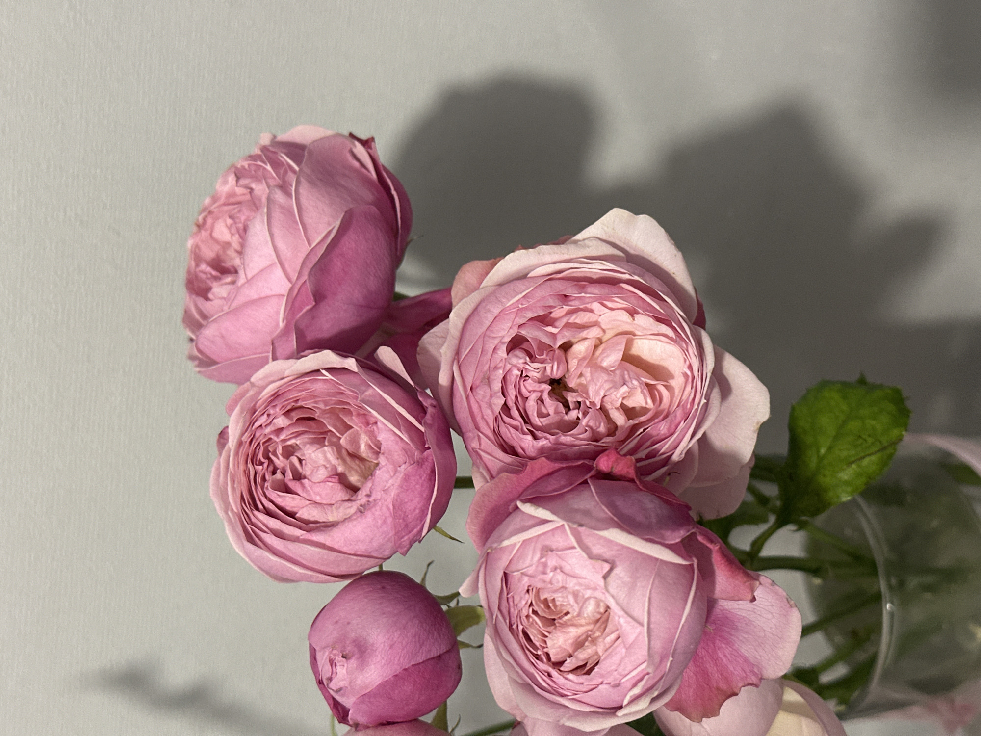 A close-up shot displays a cluster of pink roses, likely in a vase, set against a neutral light grey background. The roses are in varying stages of bloom, some tightly closed buds and others fully open with visible petals arranged in a spiral pattern. A single green leaf is visible near the base of the flowers, suggesting foliage. A shadow is cast on the wall behind the roses. There is no indication of Kazan, Russia, or any other specific location. There are no people visible in the frame.