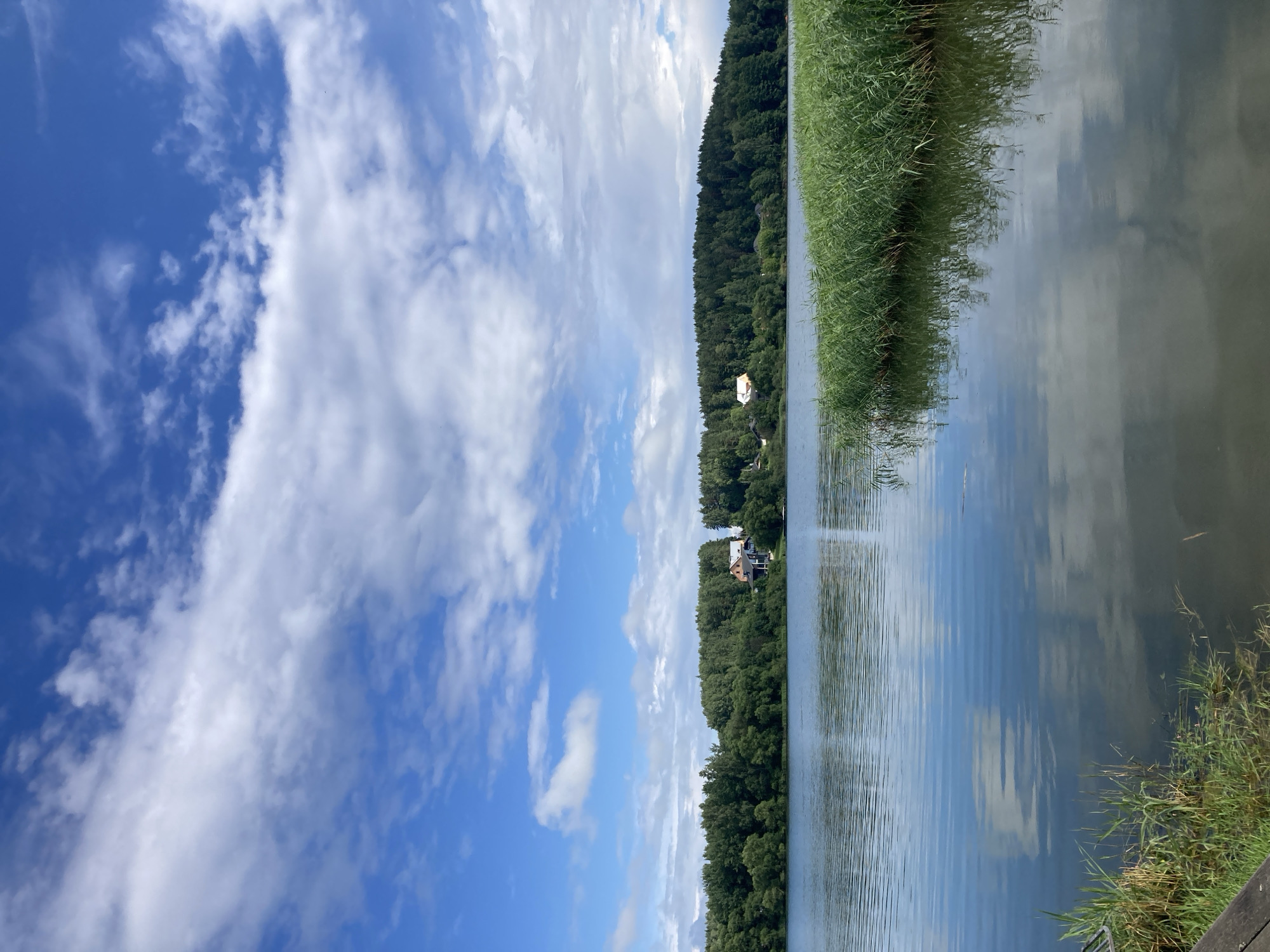 The image depicts a serene natural landscape, likely a lake or large body of water, situated within the territory of the Astrashitskagaradokski rural council in Belarus. The scene is dominated by a calm body of water reflecting the sky and surrounding vegetation. In the foreground, the edge of what appears to be a wooden dock or pier is visible on the left, with tall green reeds and grasses growing along the water's edge.
The middle ground is occupied by the expanse of the water, with subtle ripples indicating a gentle breeze. Across the water, a dense line of lush green trees forms the shoreline. A few houses with distinctive roofs, one appearing light-colored and another a more muted tone, are nestled among the trees, suggesting a rural settlement or scattered dwellings.
The background is a wide expanse of a bright blue sky, dotted with various types of clouds. Some clouds are wispy and scattered, while others are more substantial, adding depth and texture to the sky. The overall impression is one of peaceful natural beauty, characteristic of the Belarusian countryside during fair weather. There are no people or animals visible in the image.