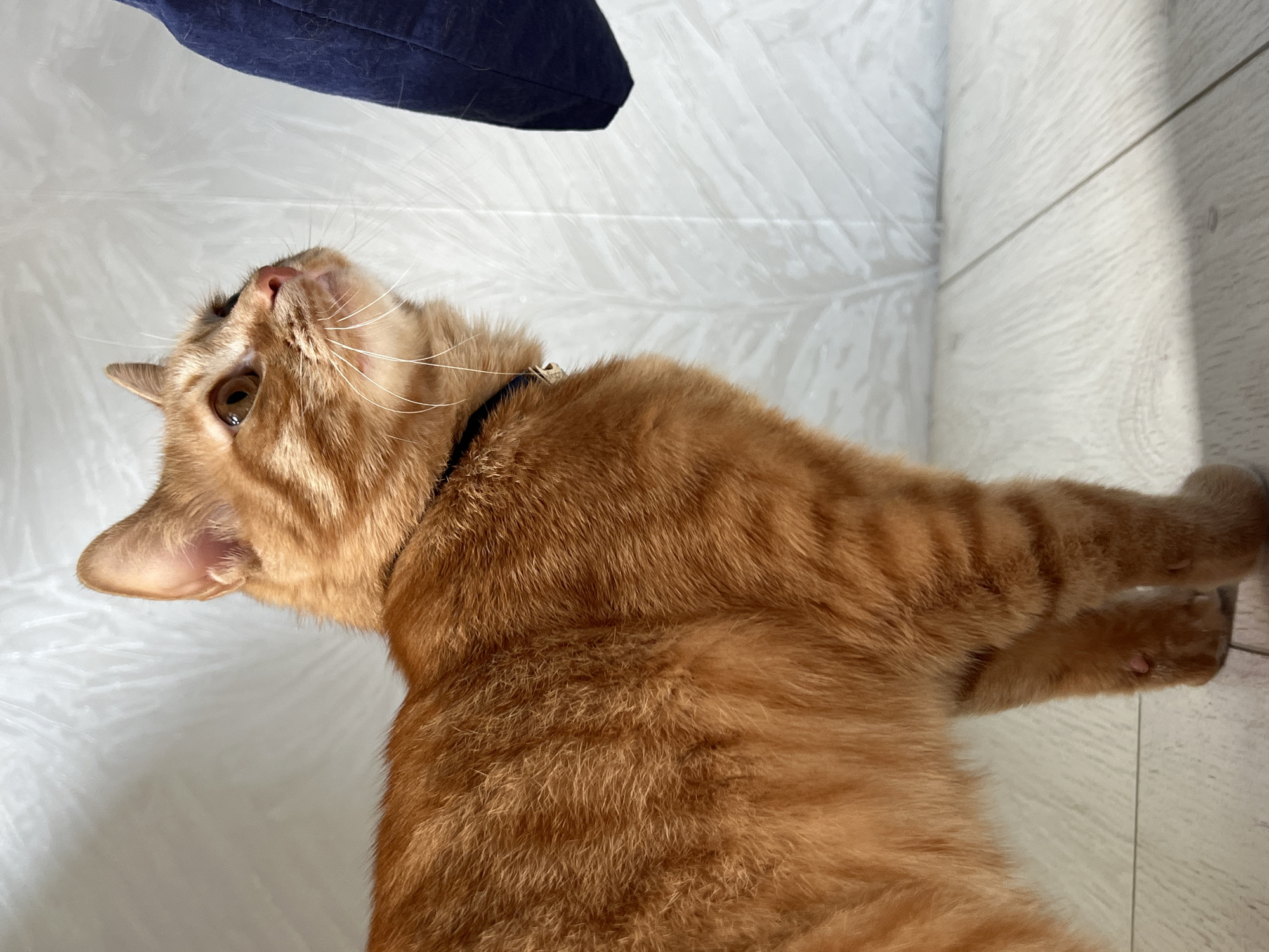 An orange tabby cat with a black collar is lying on a white tile floor. A dark blue object is partially visible in the top left corner of the image. The cat is looking upwards. There is no evidence in the image that indicates the location is Moscow, Russia.