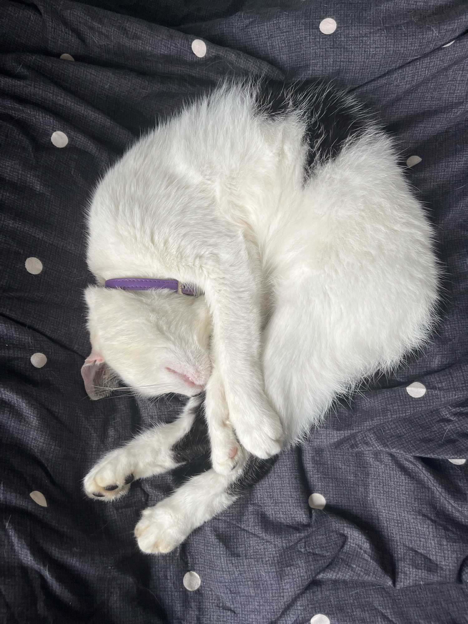 A black and white cat is curled up asleep on a dark, polka-dotted blanket. The cat is wearing a purple collar. The scene appears to be indoors, possibly on a bed or couch. There are no people visible in the image. The cat is the sole subject of the photograph. The blanket is wrinkled and appears to be made of a soft material. The lighting is dim, suggesting it may be nighttime or the room is not well-lit. The cat's fur is thick and fluffy. The overall impression is one of peace and domesticity. The location of Ureki, Georgia, is not depicted or suggested by any elements in the image.