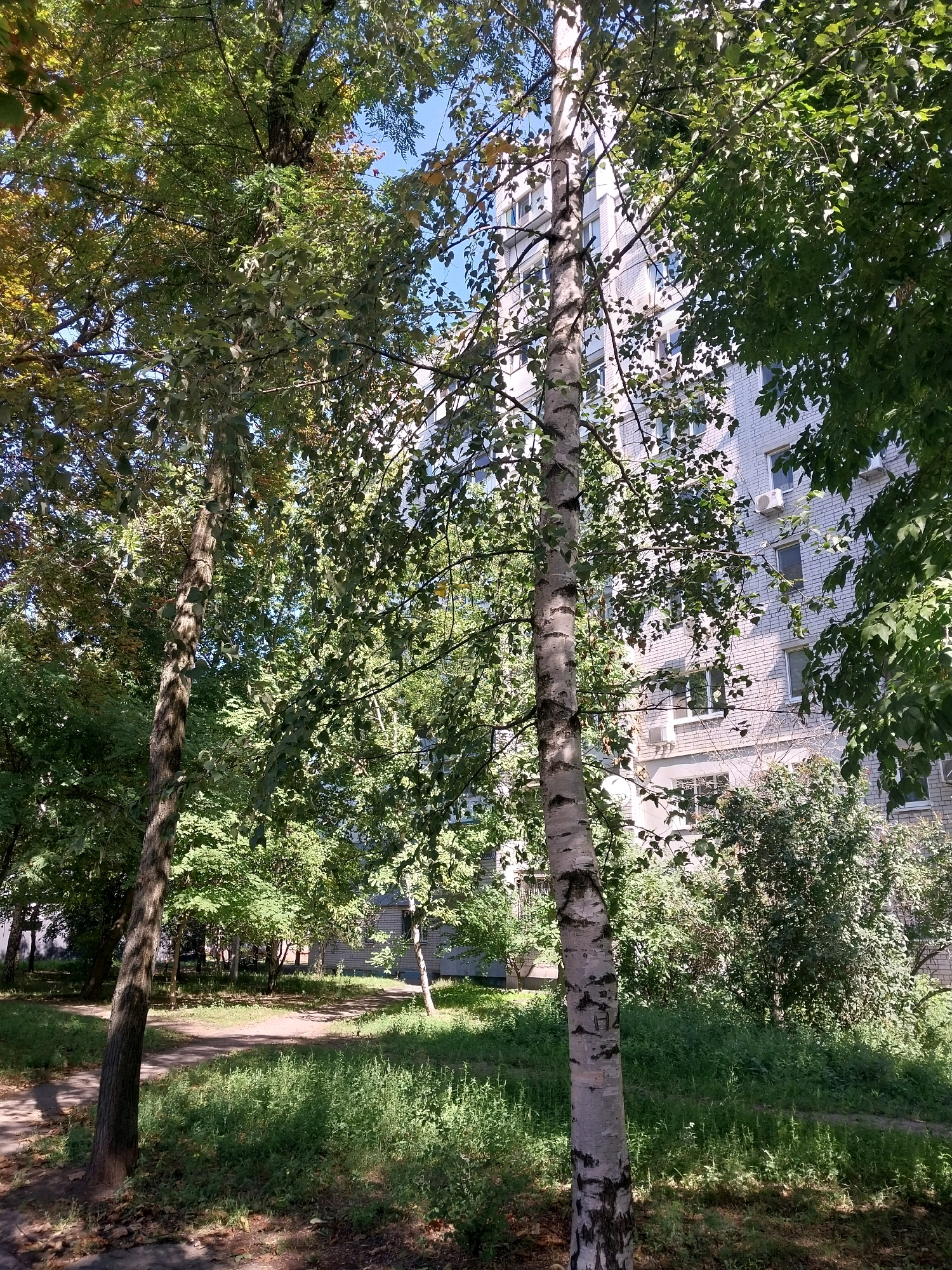 The image depicts a residential building in Dnipro, Ukraine, surrounded by trees and greenery. The building is a multi-story structure, likely an apartment block, with a facade of light-colored brickwork. Windows and air conditioning units are visible on the building's exterior. In the foreground, several trees with dense foliage partially obscure the building, creating a dappled effect of light and shadow on the ground. The ground appears to be a mix of grass, dirt paths, and some fallen leaves. The overall scene suggests an urban environment with integrated natural elements. There are no people or animals visible in the image.