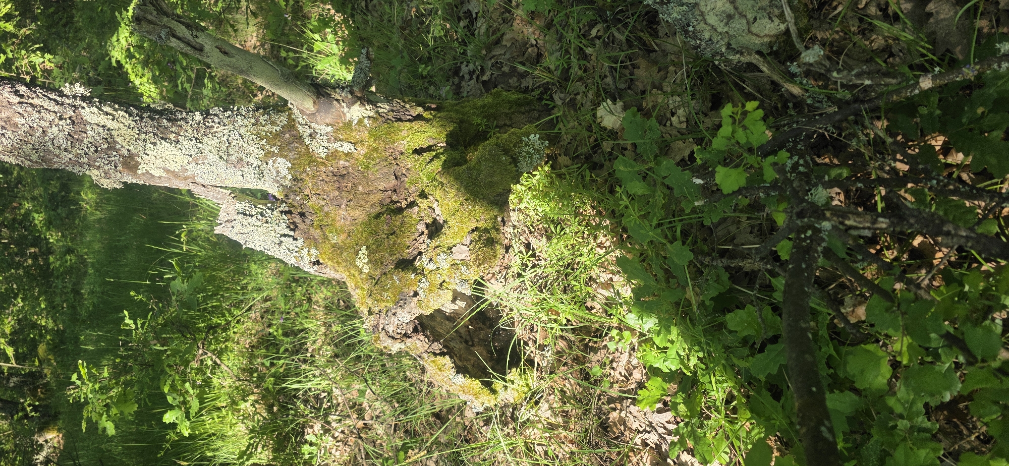 The image shows a moss-covered fallen tree trunk in a forest environment. The trunk has a hollow section and is partially covered in lichen. Surrounding the trunk are various plants, including grass and leafy vegetation. The scene is bathed in sunlight. The location is Prilep, Bulgaria.