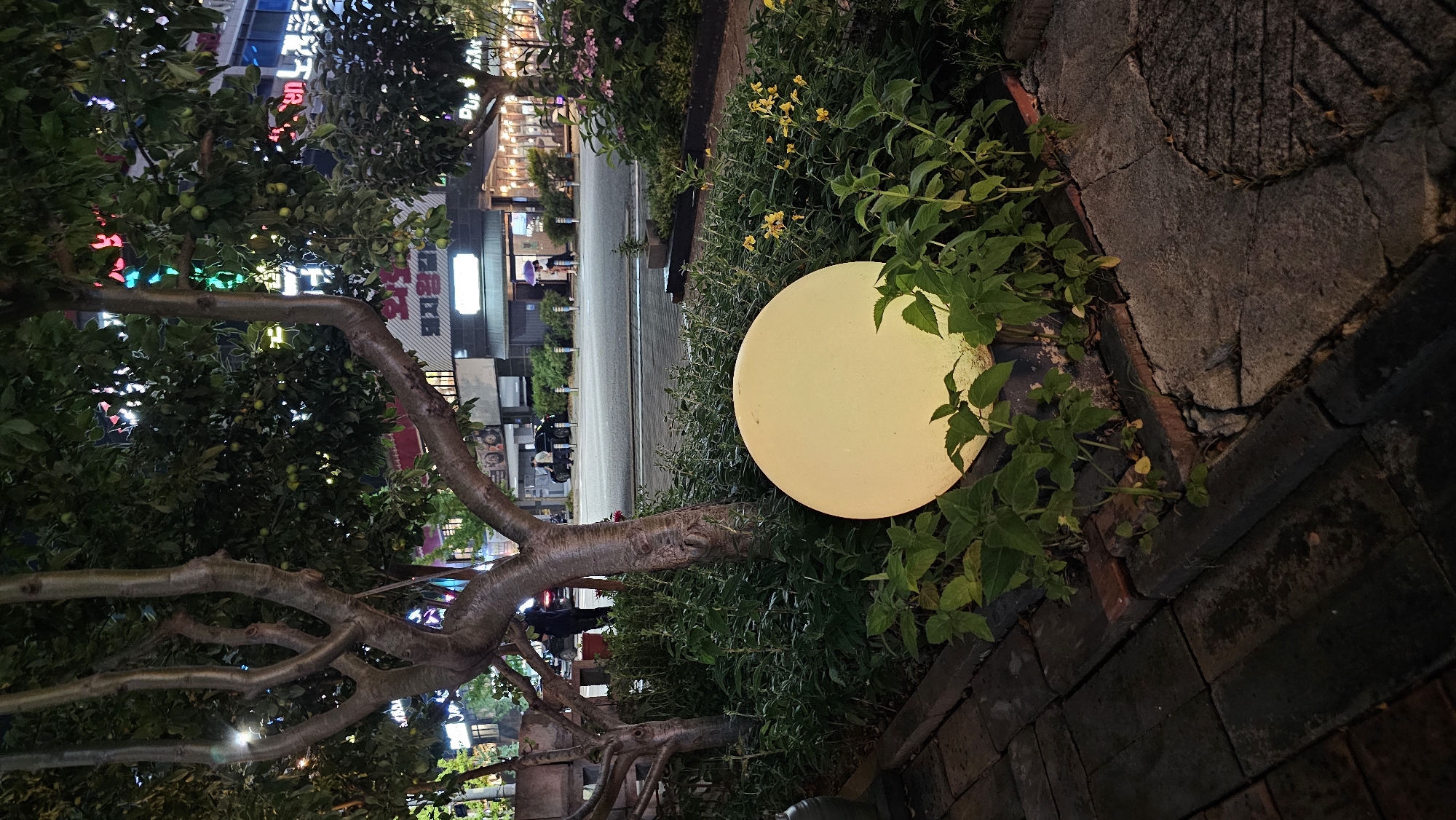 This image captures a street scene at night in Asan-si, South Korea. A large, luminous, circular light fixture, emitting a soft yellow glow, is prominent in the foreground, nestled amongst lush green foliage. Adjacent to the light, a gnarled tree with thick branches extends into the frame, its leaves also illuminated by the ambient light and colorful neon signs from the buildings across the street.
The background reveals a street lined with buildings, their facades adorned with vibrant, multicolored neon signs, indicating a commercial area. The signs display Korean text, though specific words are not clearly legible. A few people can be seen on the street, one person holding an umbrella, suggesting it might have recently rained or is about to. A motorcycle is also visible, parked on the side of the street. The overall atmosphere is one of a lively urban night, with the contrast between the natural elements of the tree and plants and the artificial illumination of the city. The paving stones in the lower right corner are dark and textured, adding to the nighttime ambiance.