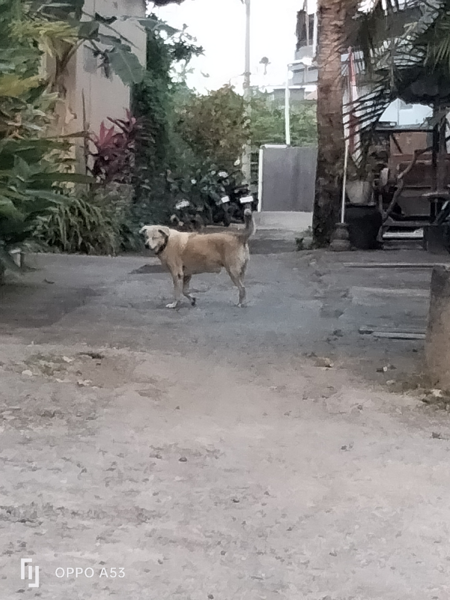 A tan dog with a dark collar stands on a dirt path in front of lush vegetation and buildings. The dog is facing left, with its head turned to the right. In the background, there are two motorcycles parked to the left, and to the right, there is a partially visible structure with wooden elements, possibly a cart or a market stall. The overall scene suggests an outdoor area, possibly a residential street or a less developed area within North Kuta, Indonesia. The ground is uneven and dusty, with scattered debris. The lighting is dim, indicating it might be early morning or late afternoon.