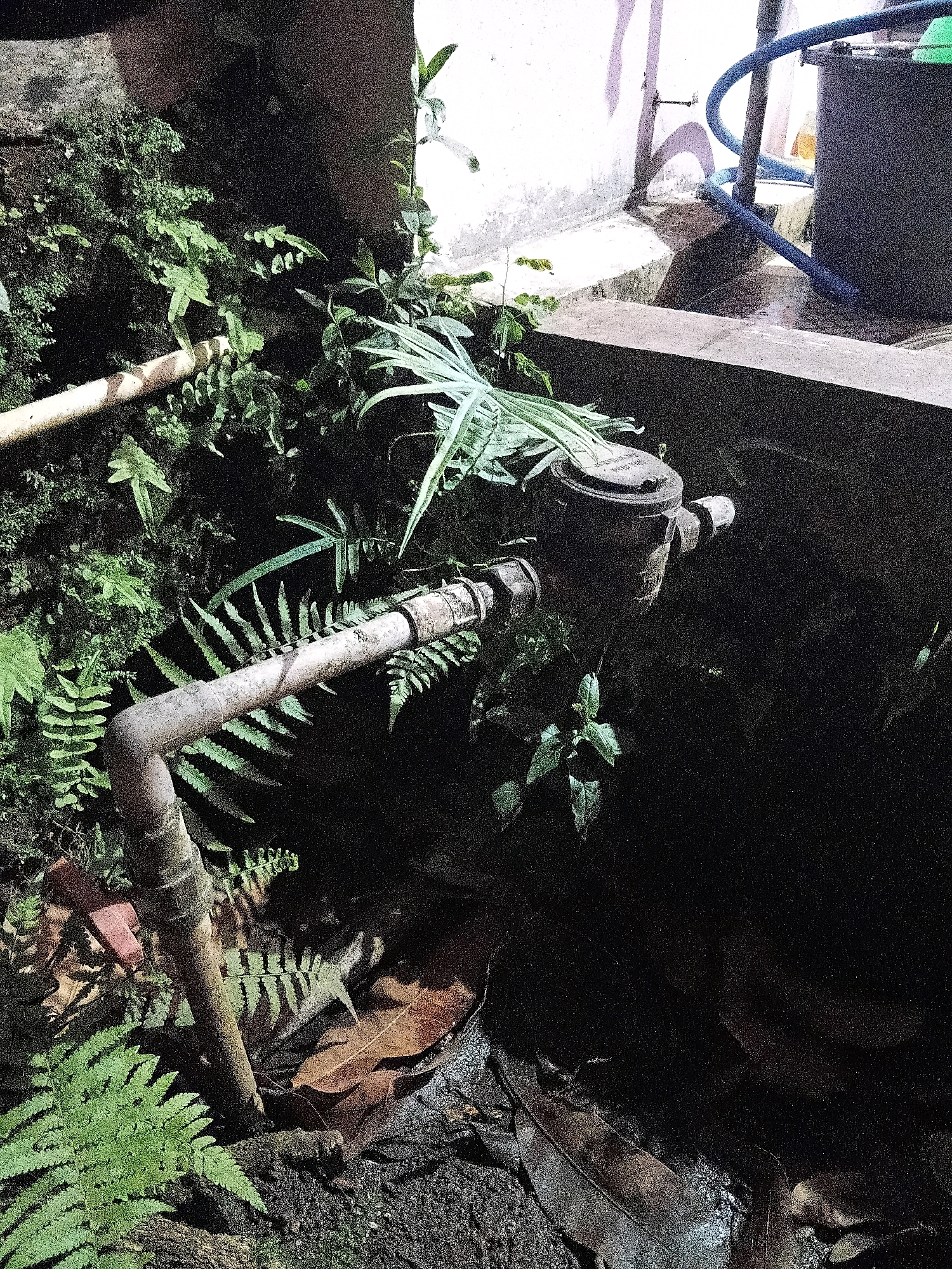 The image shows a water meter installed outdoors, partially obscured by lush green ferns and other vegetation. The water meter is made of metal and appears to be aged. It is connected to a pipe that runs horizontally across the frame. In the background, a blue hose is visible leading to a dark-colored container, possibly a water tank. A light-colored wall and a concrete structure are also present in the background. The scene appears to be located in a humid, tropical environment, likely in Cikal, Indonesia, given the dense vegetation and the presence of outdoor water infrastructure. The lighting suggests it is either dusk or dawn, or a shaded area.
