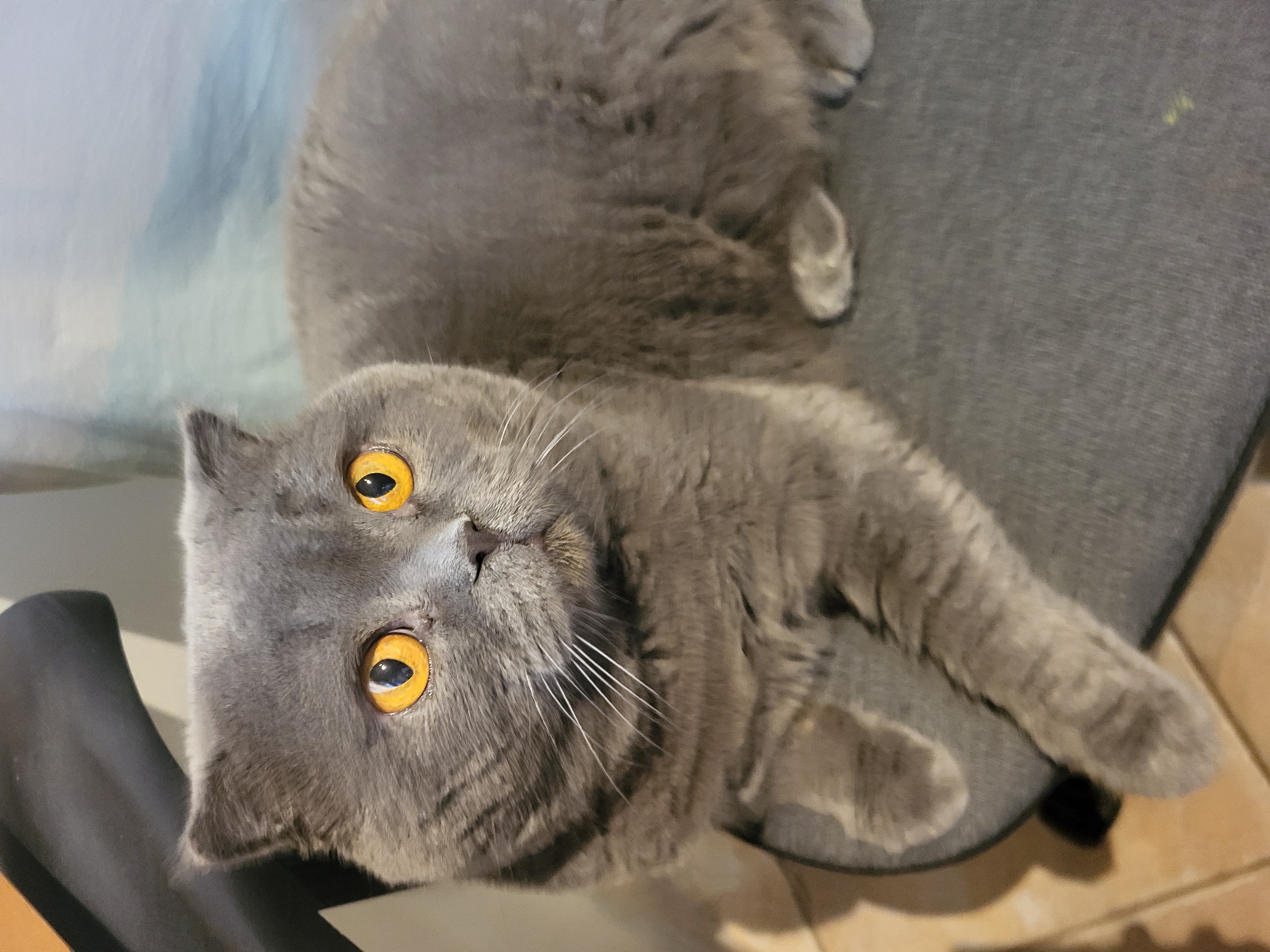 The image shows two grey British Shorthair cats on a grey chair. The cat in the foreground is lying on its back, looking up at the camera with its bright orange eyes. Its fur is a soft, medium grey with subtle tabby markings. Its whiskers are long and white. The other cat, partially visible in the background, is also grey and appears to be curled up. The setting appears to be indoors, with a light-colored, possibly wooden floor visible beneath the chair. The lighting suggests it could be daytime, possibly indoors with artificial light. The overall mood of the image is relaxed and intimate, capturing a moment of comfort and trust between the cats and the photographer. There is no visible text in the image.
