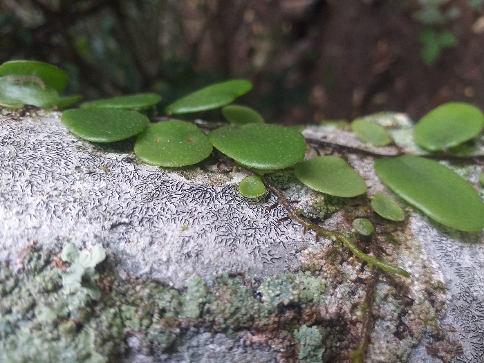 A close-up shot reveals a textured, weathered surface, possibly tree bark or stone, covered in gray and greenish lichen. Small, round, bright green leaves are scattered across the surface, some overlapping. A thin, brown vine with small thorns winds through the leaves and along the bark. The background is blurred, suggesting a natural, outdoor setting. The focus is on the texture and the interplay of the leaves and the underlying surface.