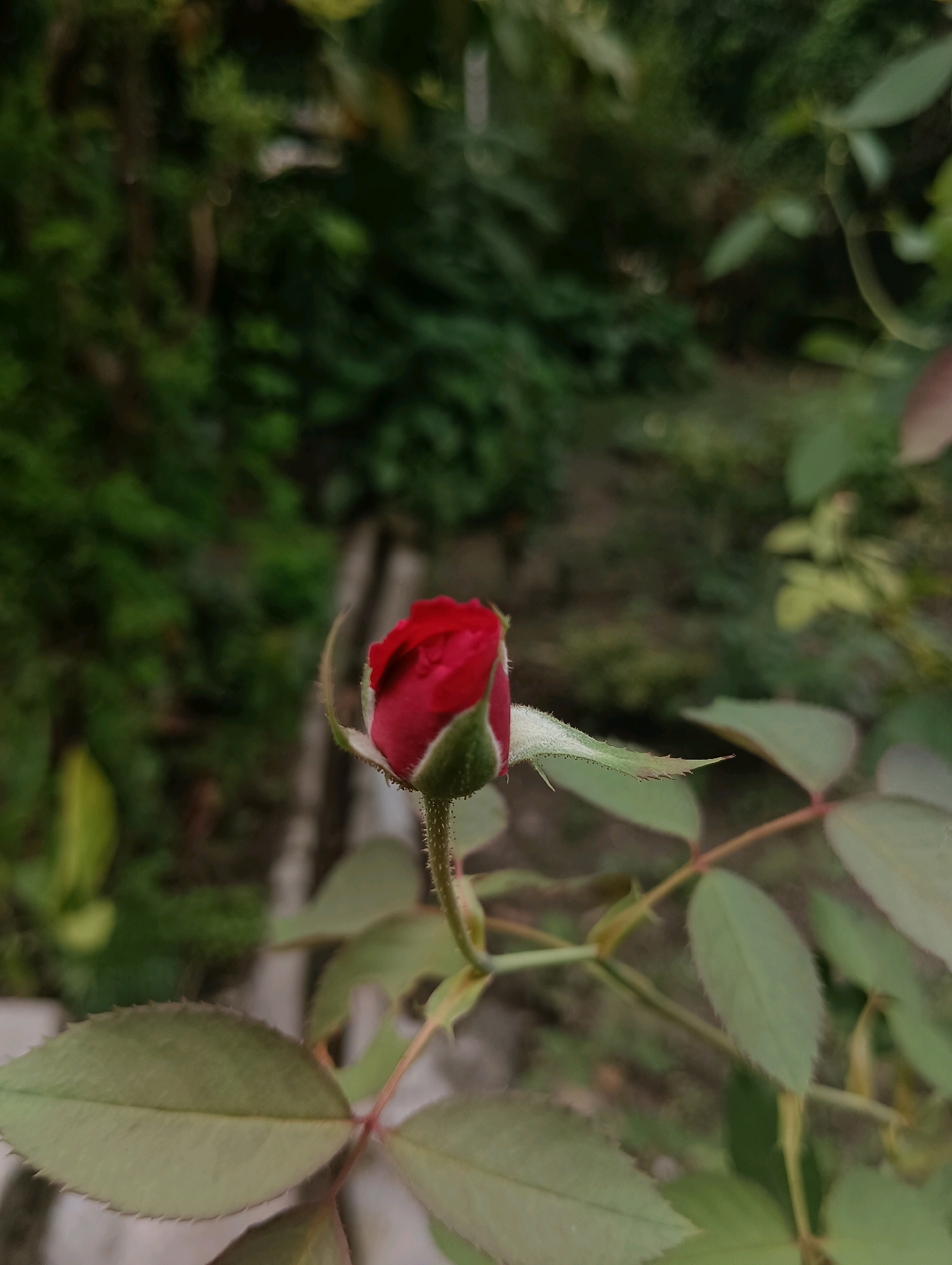 A close-up, eye-level shot features a single, unopened red rosebud. The rosebud is predominantly red with green sepals at its base. It is positioned on the right side of the frame, with its stem extending downwards and to the left. The stem is covered in fine, prickly hairs and has a reddish hue. Several green rose leaves are visible, with serrated edges and visible veins. The leaves are a mix of in-focus and slightly blurred, indicating a shallow depth of field.
The background is a softly blurred mix of green foliage, suggesting an outdoor environment, possibly a garden. There are hints of lighter green and brown in the background, possibly indicating a pathway or soil. The overall lighting is dim and natural, likely from an overcast day or shade. There are no people or animals present in the image. The scene is static, with no discernible action.
The image is located in the city of Dakhin Parsa, India.