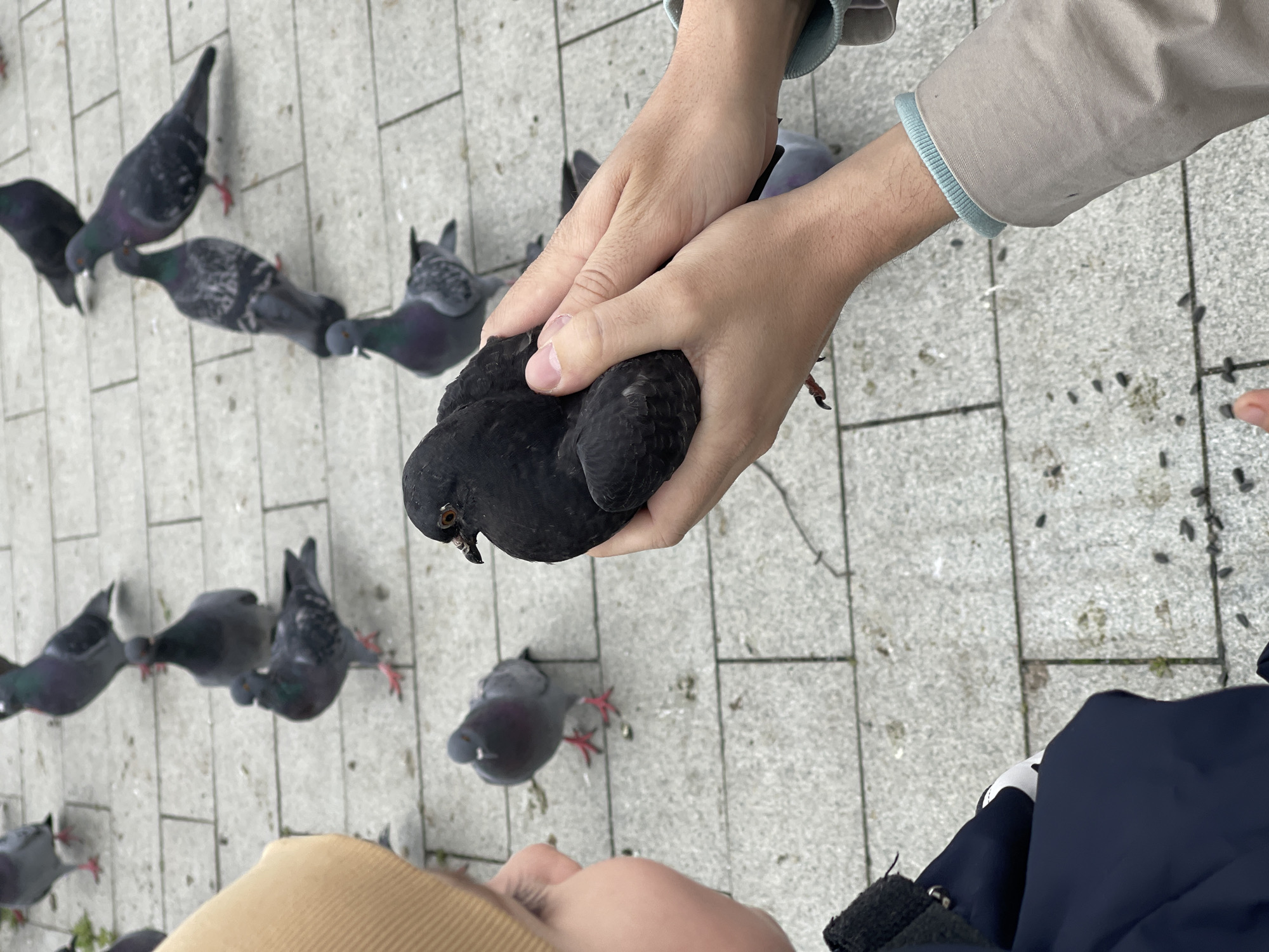 A person is holding a dark gray pigeon in their hands. Other pigeons surround them on a paved surface. A young child's face can be seen in the lower part of the frame. The scene is presumably set outdoors in an urban environment.