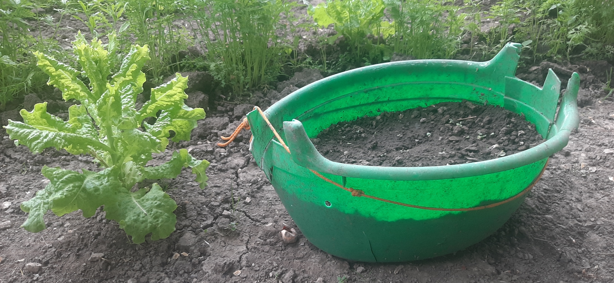 The image shows a garden scene with a bright green plastic basin filled with dark soil in the foreground, placed on cracked, dry earth. To the left of the basin is a vibrant green leafy plant, likely lettuce, with ruffled leaves. In the background, rows of green plants, possibly carrots or similar vegetables, grow in the soil. The lighting suggests it is daytime, with shadows indicating sunlight. The setting appears to be an outdoor garden, likely in a rural or suburban area. No people are present in the image. The specific location in the city of Yessentukskaya, Russia cannot be determined from the visual information provided.