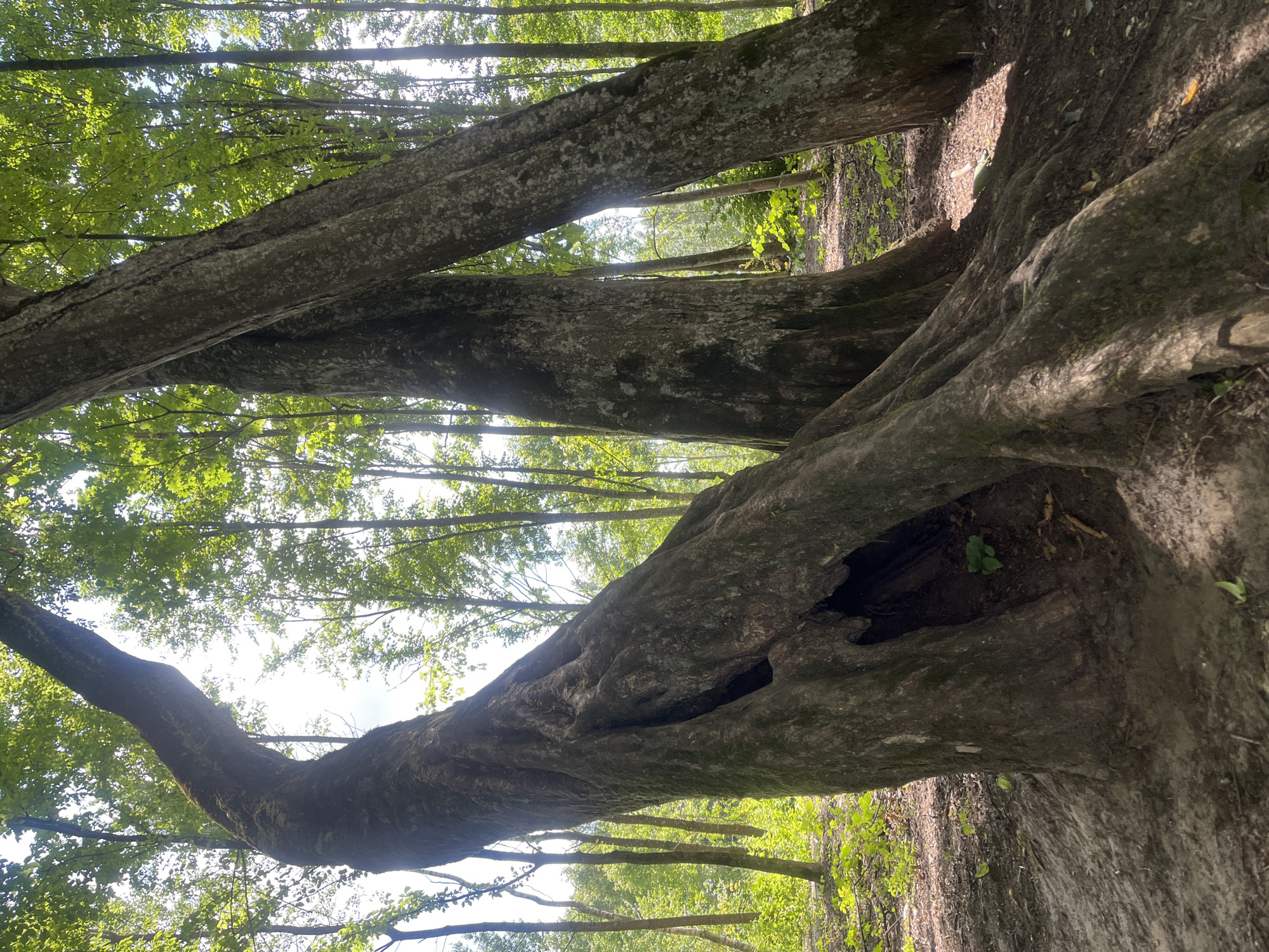 The image depicts a forest scene in Zhaludok, Belarus. The foreground is dominated by the gnarled, exposed roots and trunks of several large trees. The largest tree on the left has a significant hollow or cavity in its trunk, with a small green sprout growing inside. Its trunk curves dramatically upwards and out of frame. To the right, two other large tree trunks are positioned close together, appearing to lean on each other. The ground is covered in dark soil, with scattered leaves and patches of green vegetation. The background reveals a dense forest with numerous tall, slender trees and a bright sky visible through the canopy. Sunlight filters through the leaves, creating dappled light and shadows on the forest floor. The overall impression is one of ancient, natural growth.