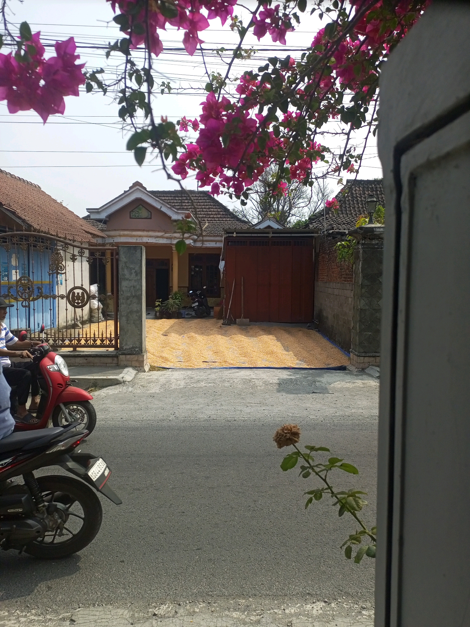 In Ngasem, Indonesia, a scene unfolds on a street in front of a residential property. The foreground features the rear wheel of a black motorcycle, its tire casting a shadow on the asphalt. Further down the street, a person is partially visible riding a red scooter, with their legs and the front of the scooter in view.
The property itself is enclosed by a metal gate, through which a courtyard is visible. The courtyard is covered with a vast expanse of dried corn kernels, spread out on a blue tarp, suggesting a drying process. Two motorcycles are parked within the property. A single-story house with a brown tiled roof and a light brown facade forms the backdrop. In front of the house, two long-handled tools, possibly a broom and a rake, lean against the wall.
Overhanging the scene from the top of the frame are branches adorned with vibrant pink bougainvillea flowers. The sky above is a pale, hazy white, indicating a bright, likely sunny day. A single, dried brown flower on a green stem is also visible in the middle ground, closer to the viewer, adding a touch of nature to the urban setting. The overall impression is one of daily life and agricultural activity in a residential area.